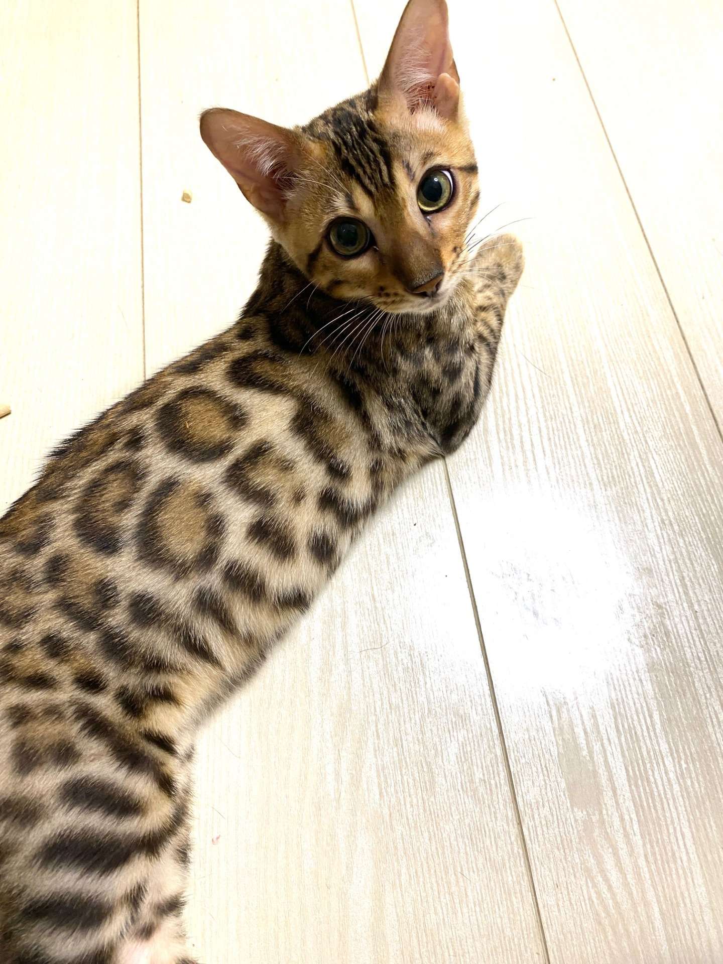 緊急告知：ベンガル子猫　ホームページリニューアルセール開催します！