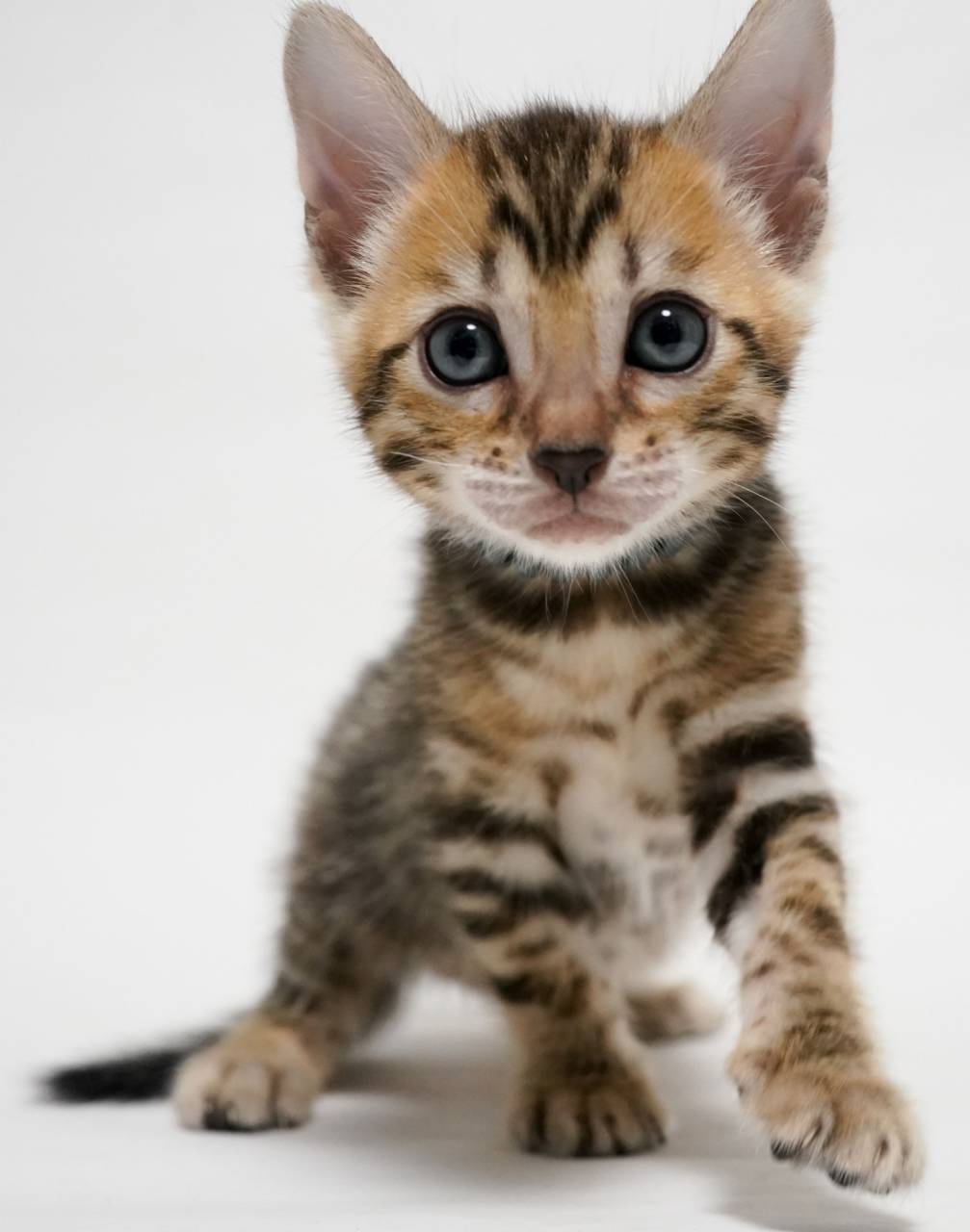 10月生まれのベンガル子猫、オーナー様募集中！