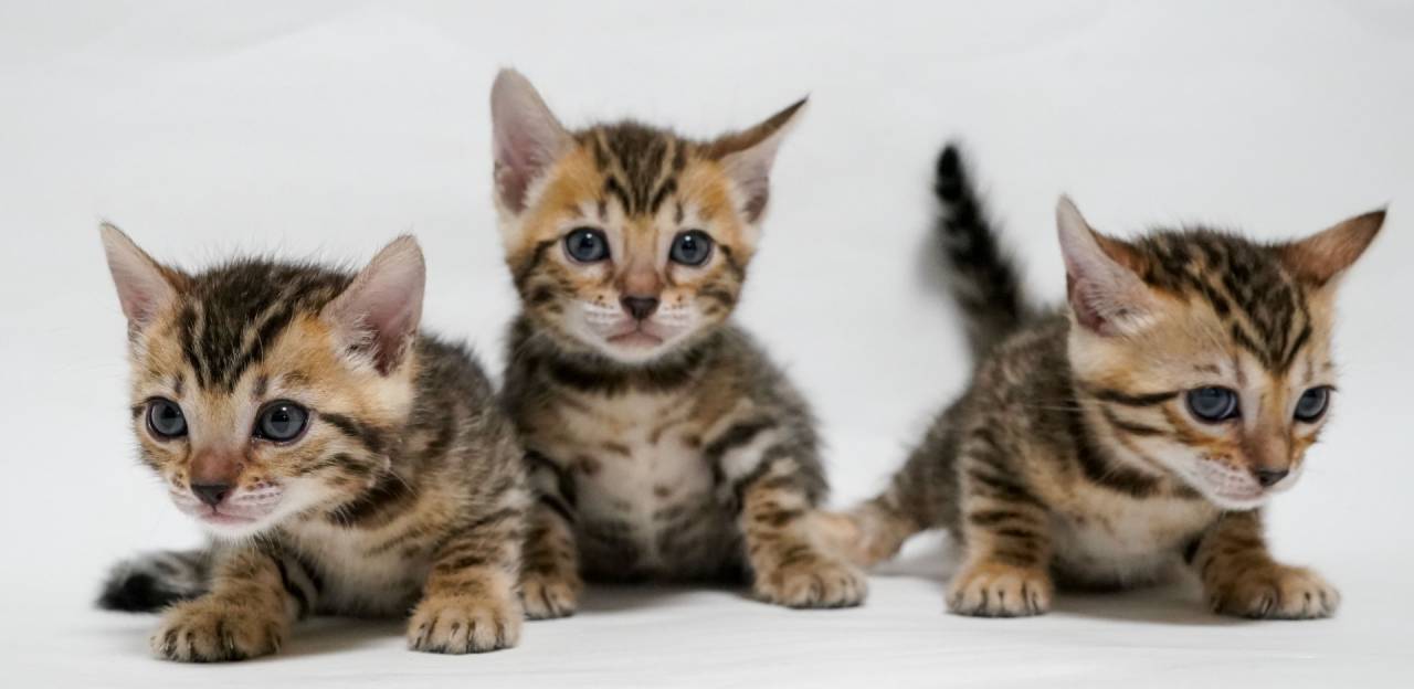 10月生まれのベンガル子猫、オーナー様募集中！