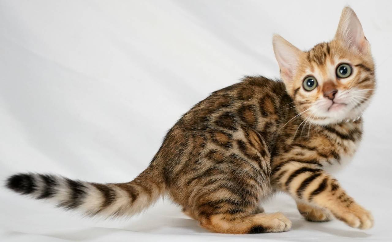 ベンガル子猫、みんな可愛くなってます。