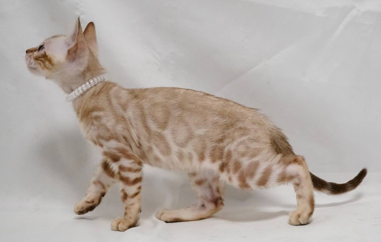 5月6月生まれのベンガル子猫、綺麗に成長しています。
