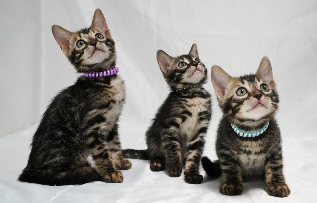 ５月６月生まれのベンガル子猫、写真更新しました。