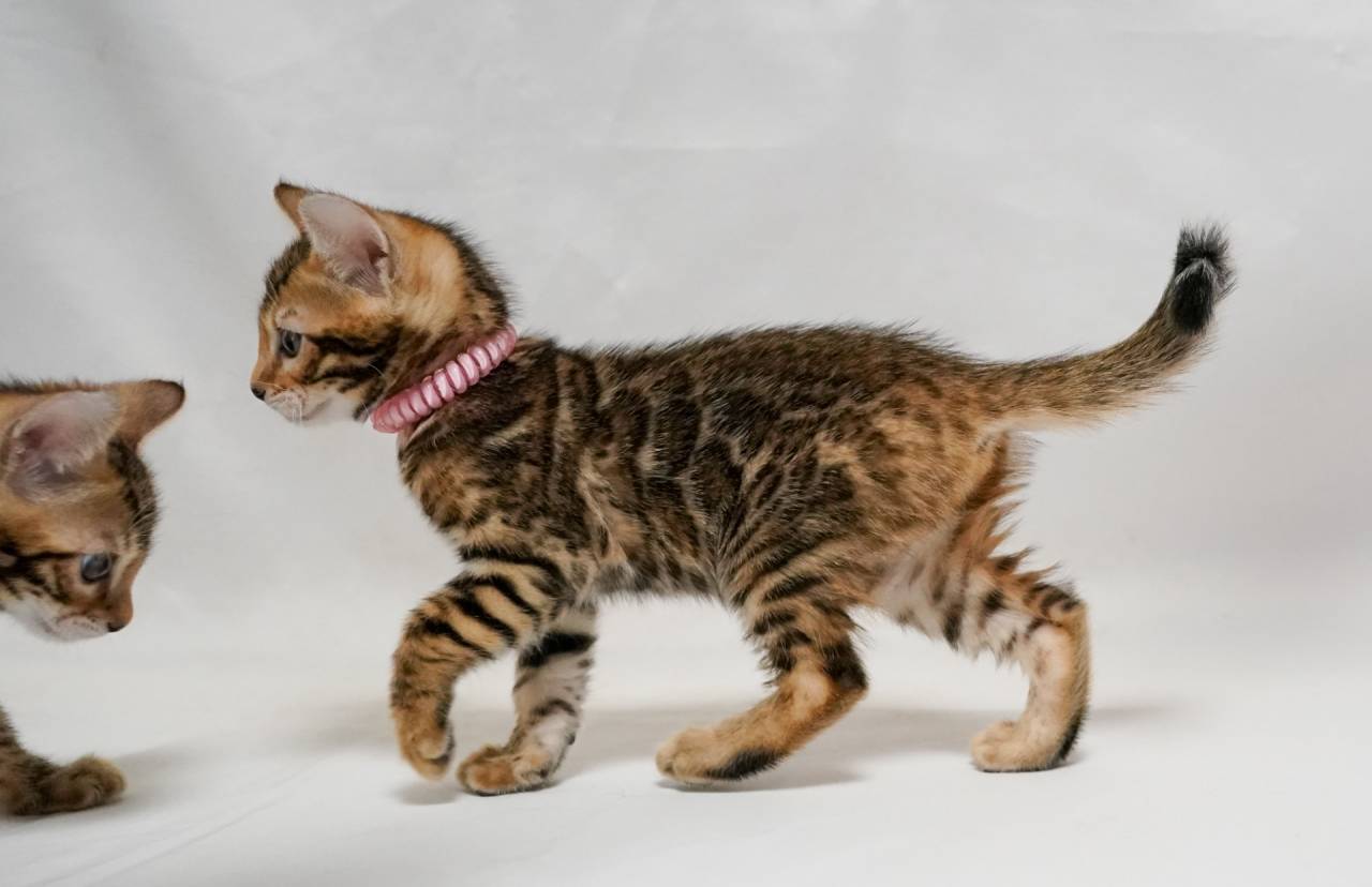 ２月生まれのベンガル子猫、個別写真アップしました