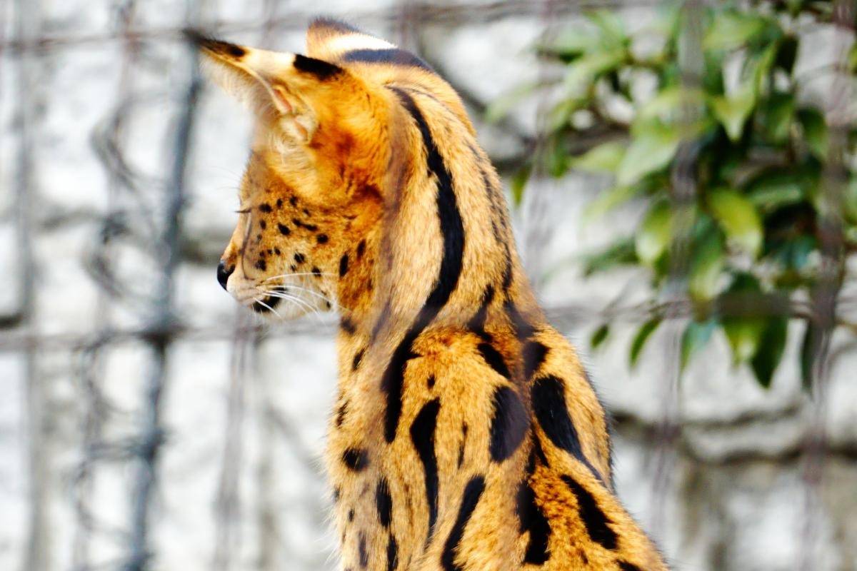 ベンガル猫とサーバルキャットの違いとは！それぞれの特徴と飼育方法を徹底解説