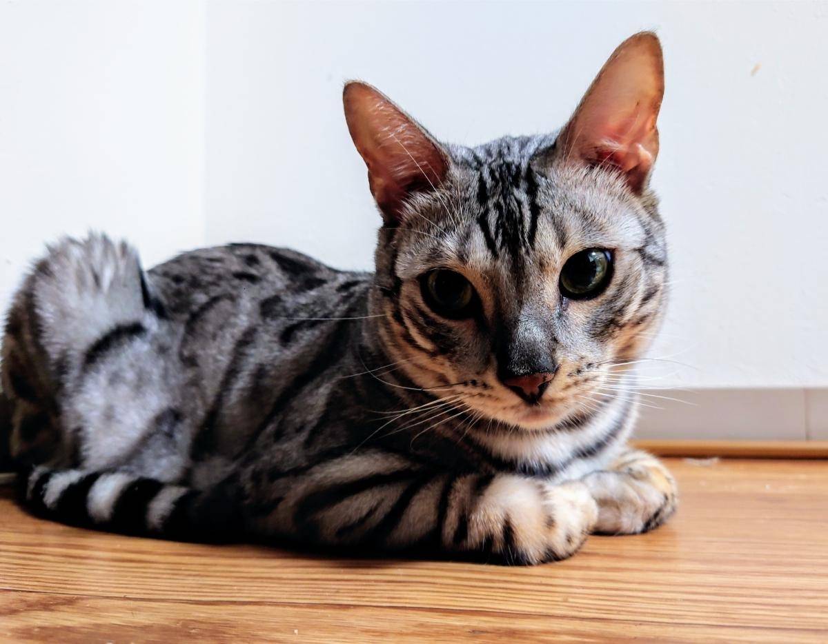 藤沢市でベンガル猫を飼いたい方必見！ベンガル猫の魅力と健康管理方法