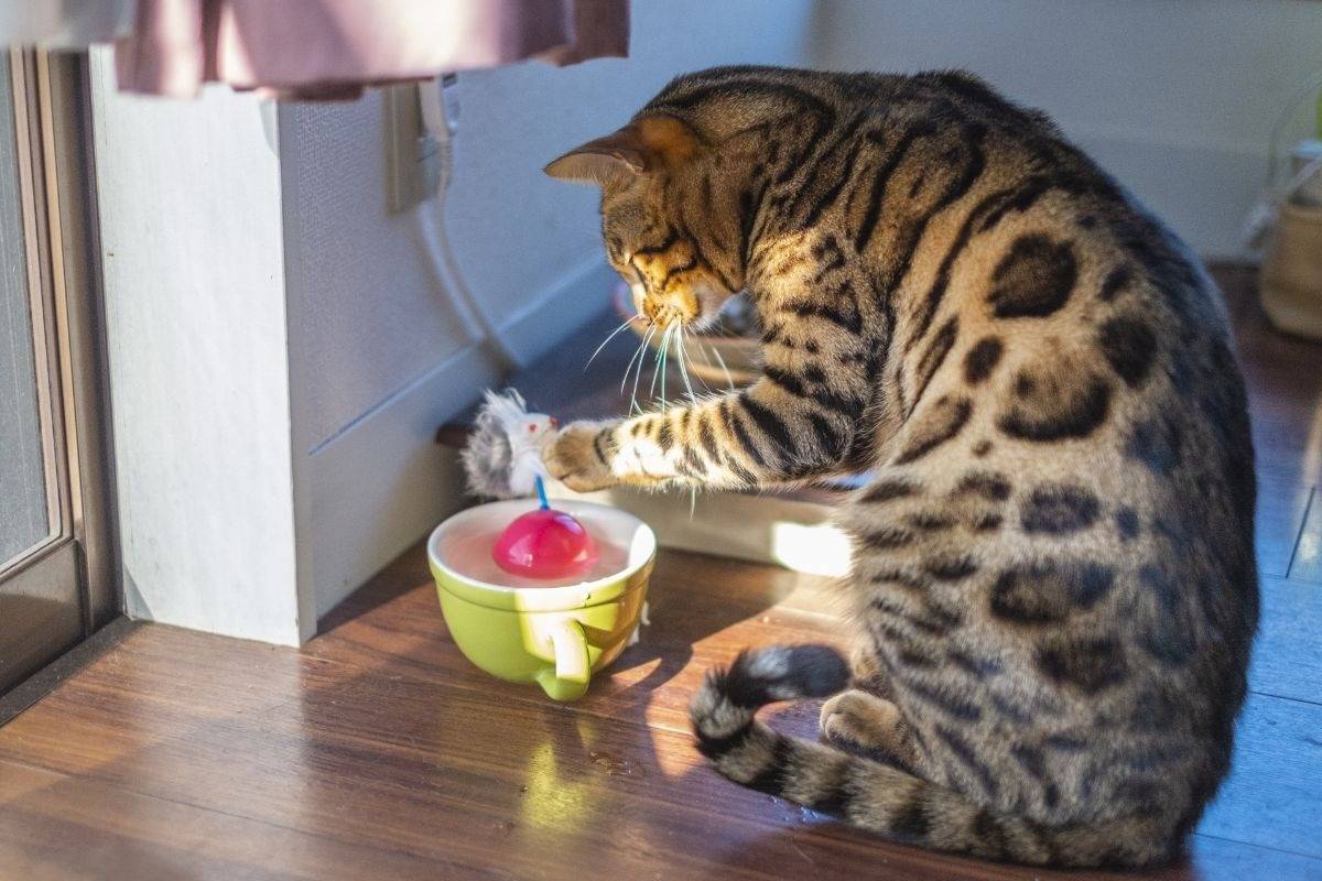 ベンガル猫の餌の量の正解とは？体重別フード量とカロリー管理の全知識