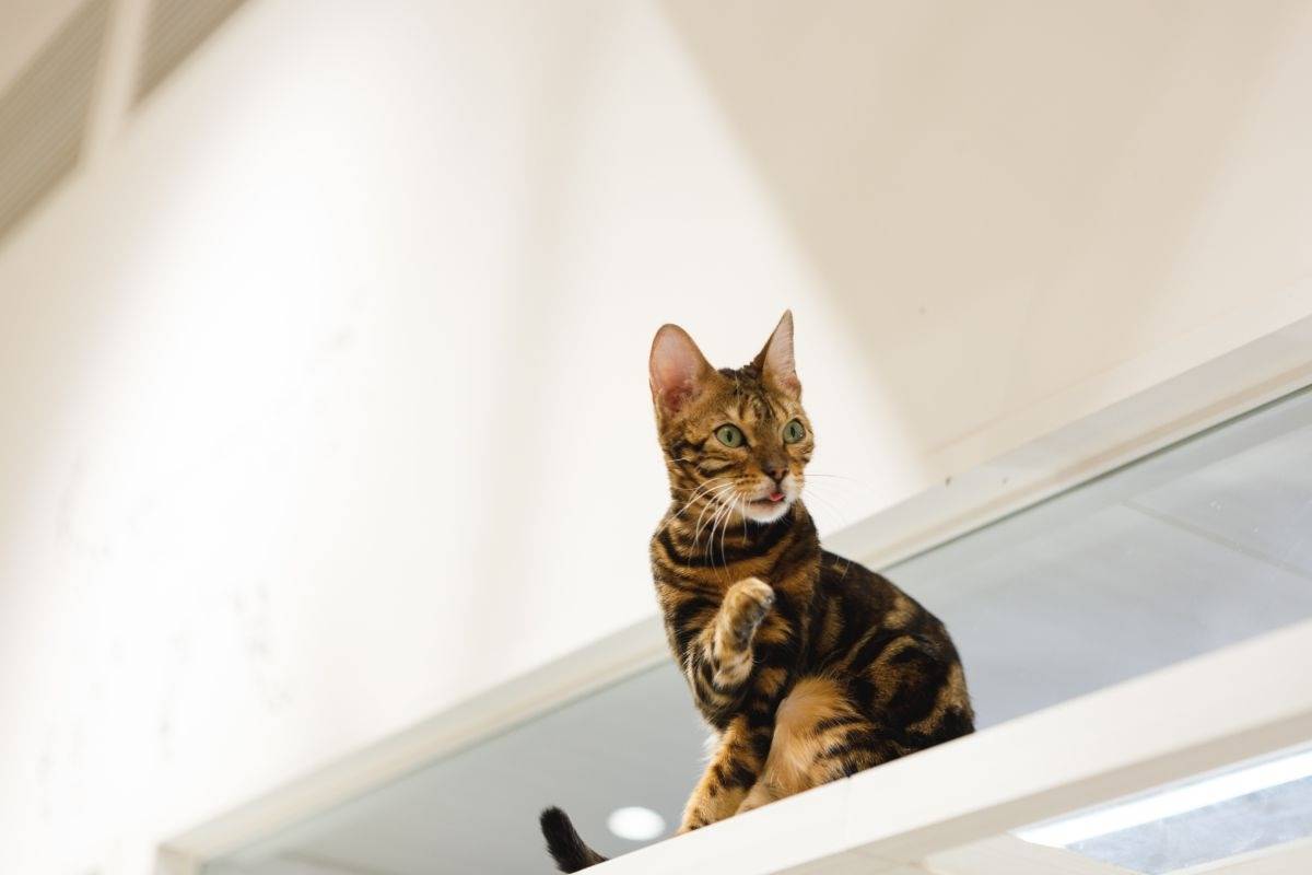 ベンガル猫の平均体重！月齢別体重推移と肥満リスク予防法