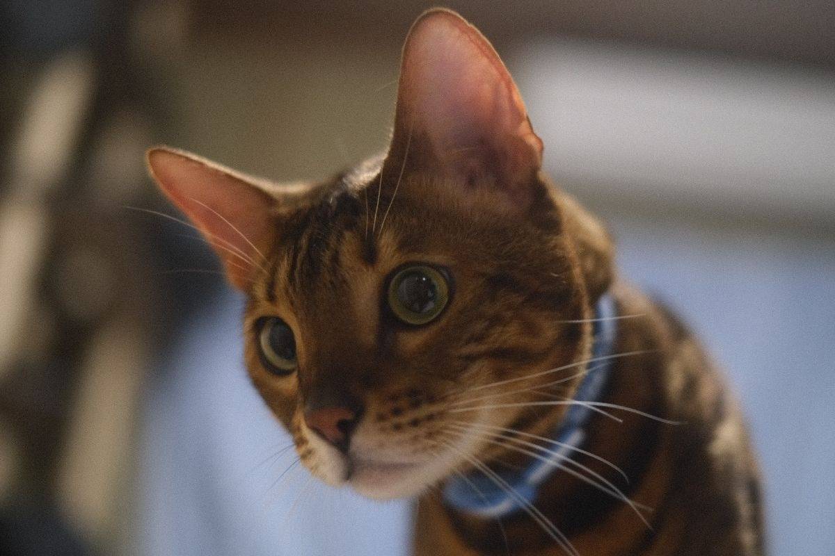 ベンガル猫の寒さ対策完全ガイド！毛布・暖房・温度管理の必要ポイント