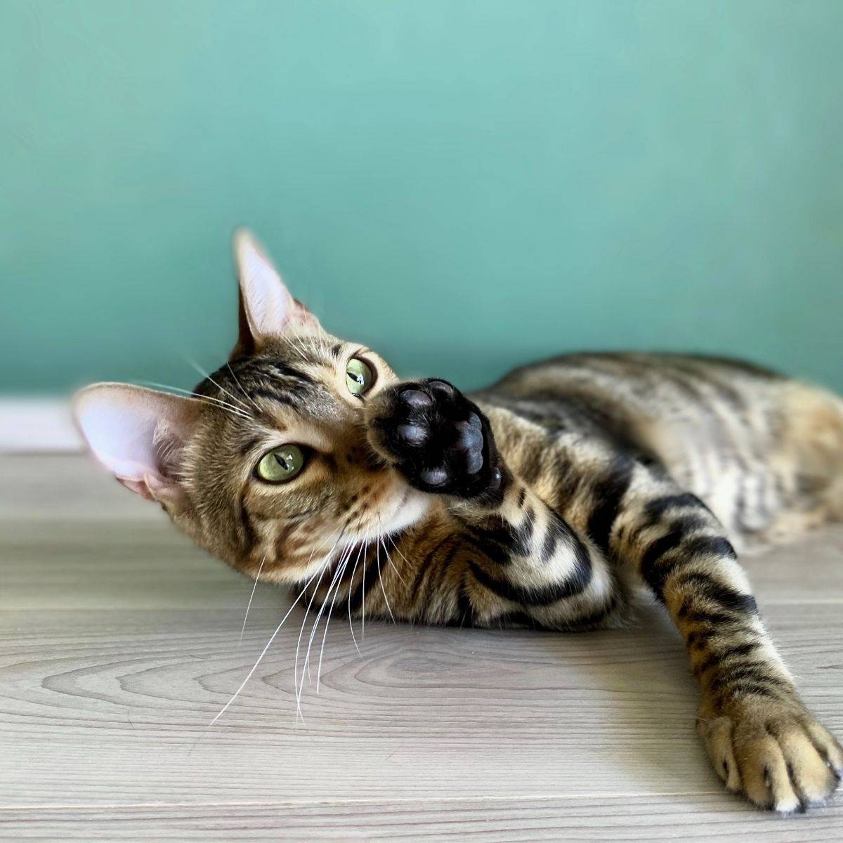 綾瀬市の方必見！ベンガル猫の魅力と安心して迎えるためのポイントを解説