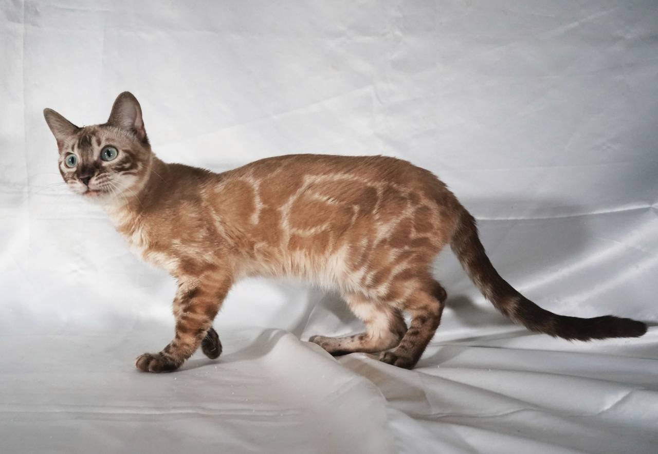 2024/7/21生まれ次女（イエローちゃん）