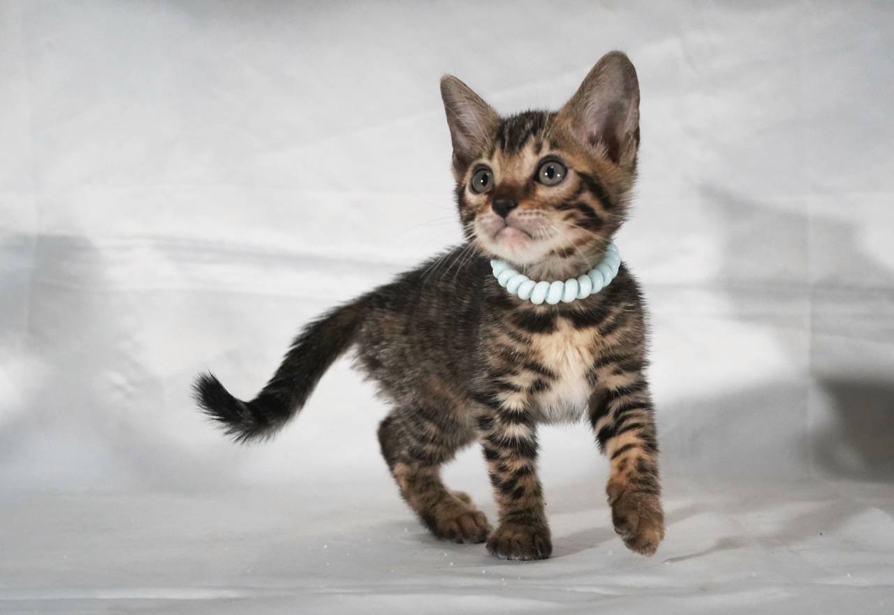 2025/2/19生まれ長男（ライトブルーくん）