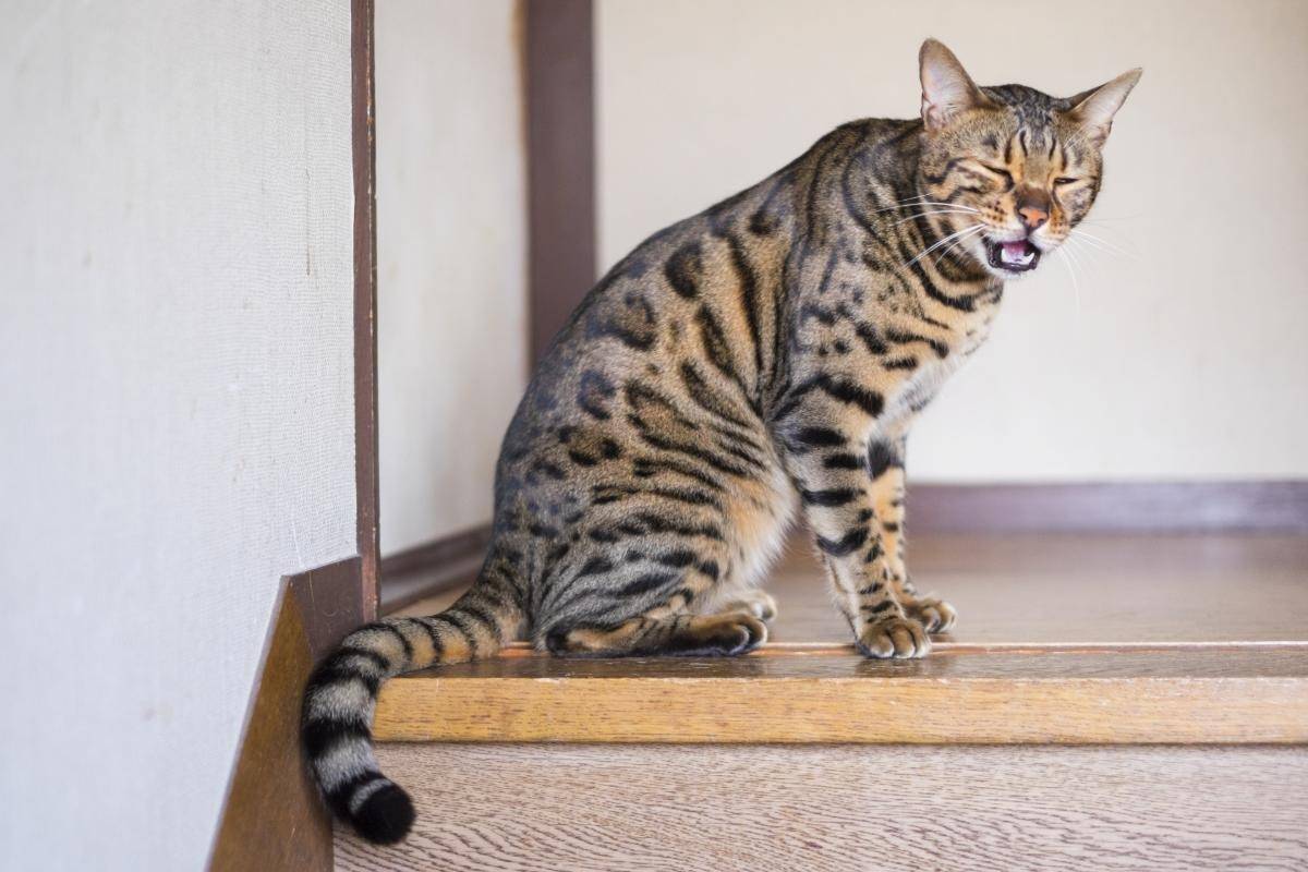 ベンガル猫とマンチカンの違いと魅力を比較！初心者も安心の飼い方ガイド