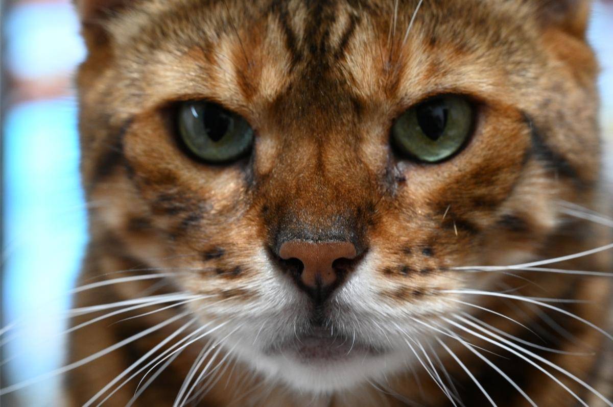 ベンガル猫がよく鳴く原因とは？性格と夜鳴き対策を徹底解説