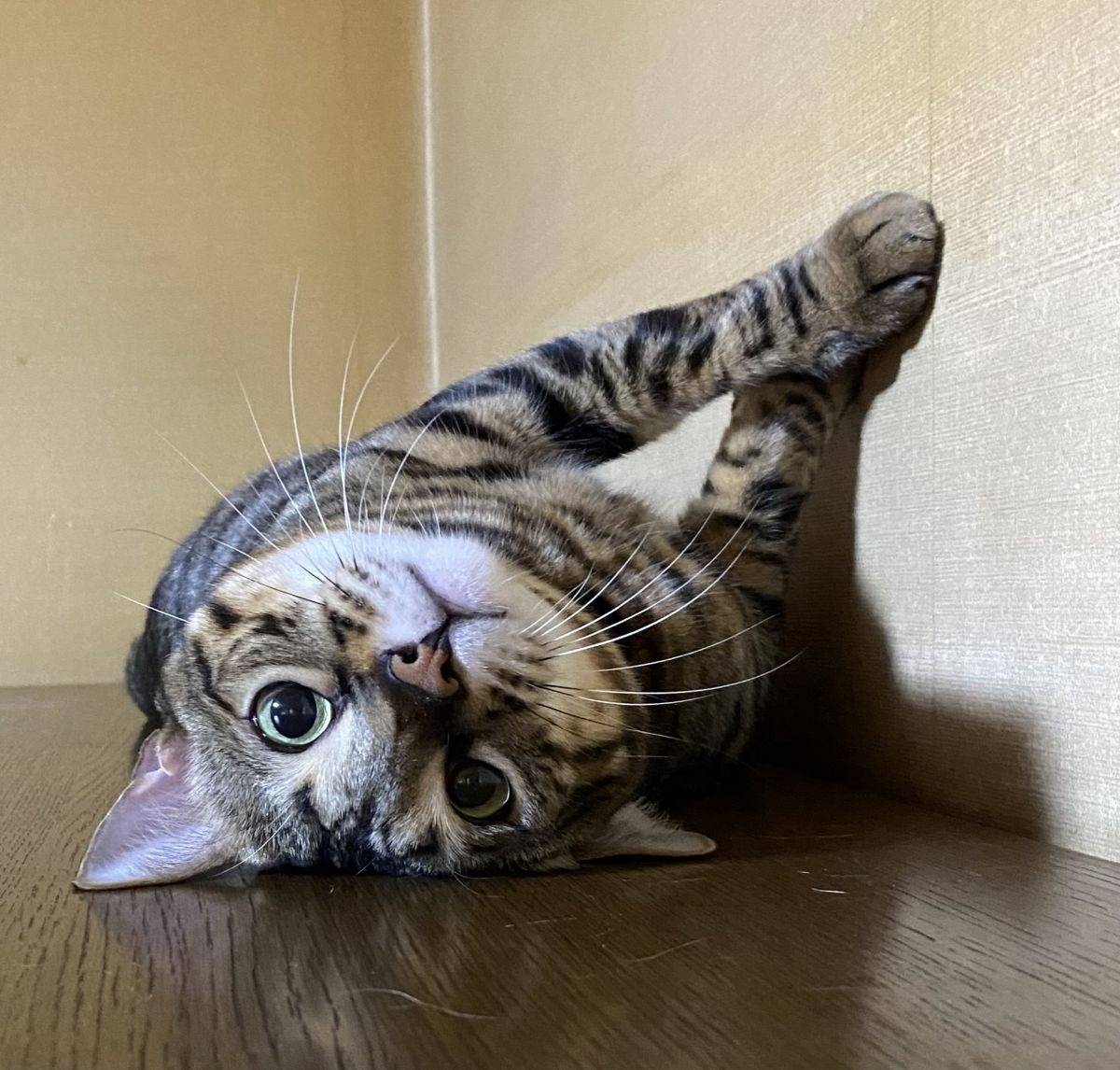 ベンガル猫の保護猫の里親になるためのステップとメリット