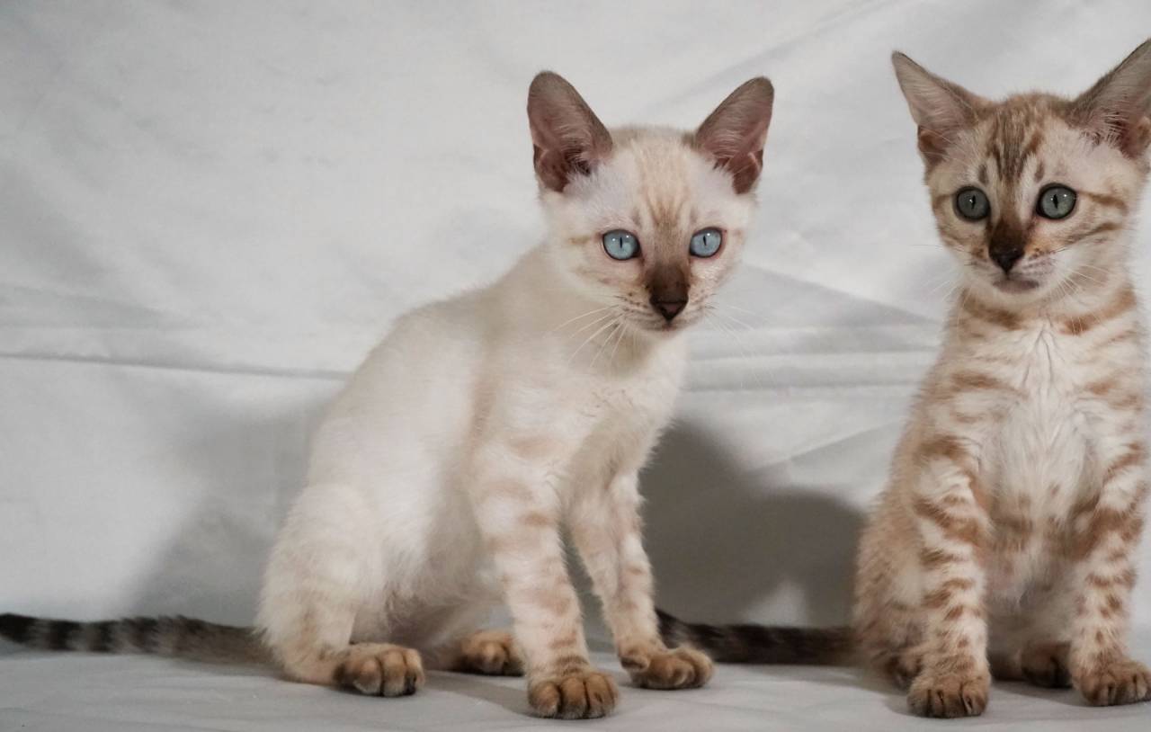 2025/5/16撮影　ミンクの女の子と