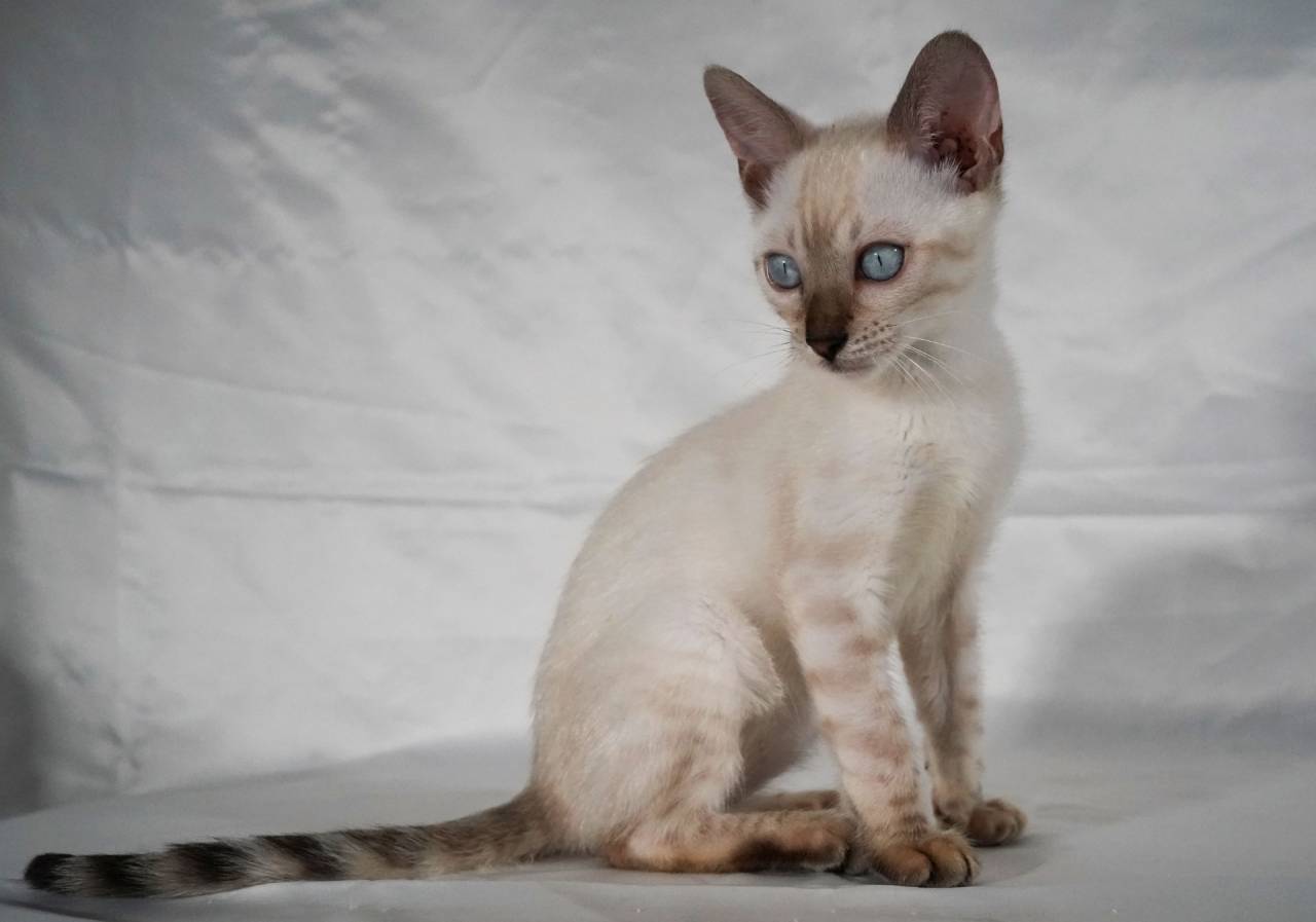 2025/2/16生まれ次男（ブルーくん）