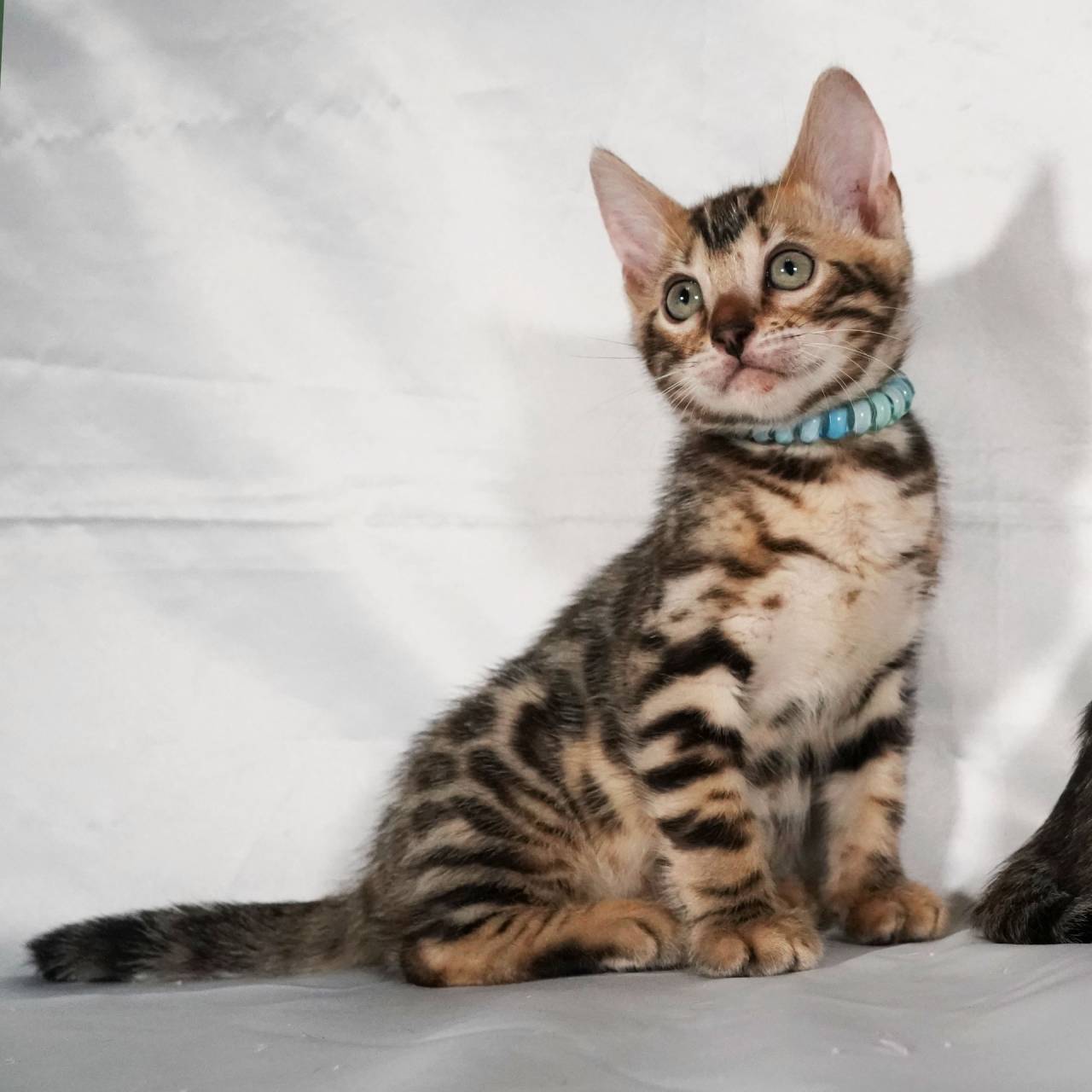 2025/3/19生まれ長男(ブルーくん)オーナー様募集中です