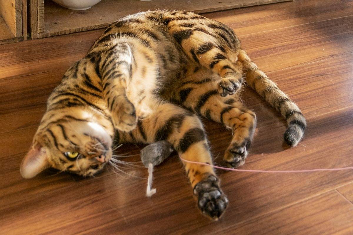 ベンガル猫の最高齢とは！平均寿命や長生きの秘訣と注意点も紹介