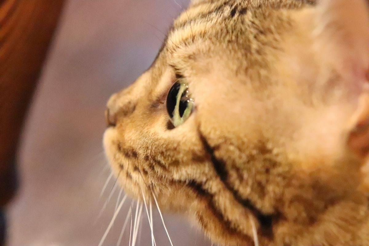 ベンガル猫を迎える前に知っておきたい赤ちゃんとの共生のポイントと注意点