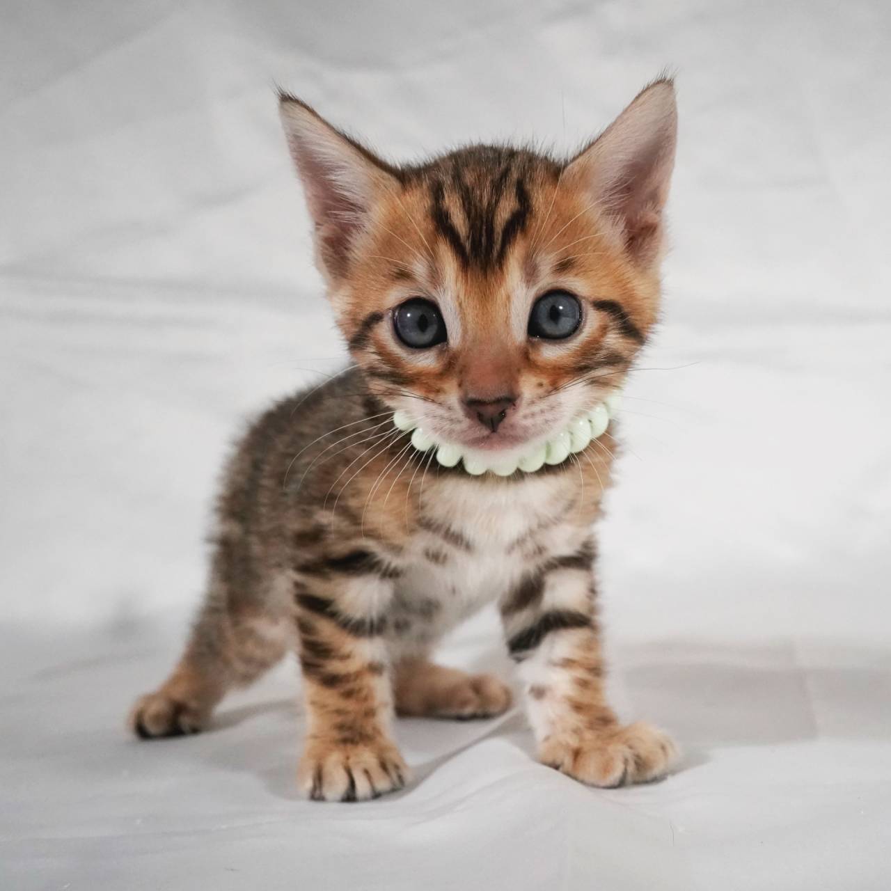 2025/5/15生まれ長男（グリーンくん）