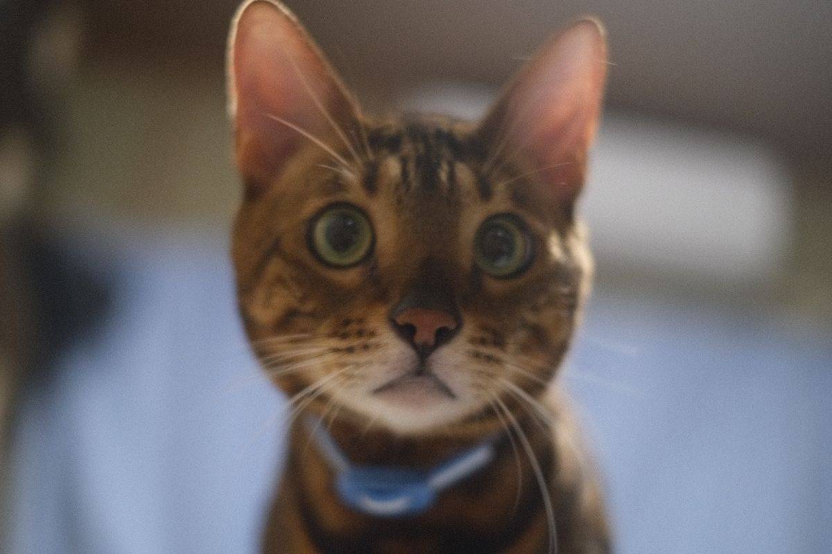 ベンガル猫の背骨が目立つ？高タンパクな食事と運動で理想体型に近づける方法