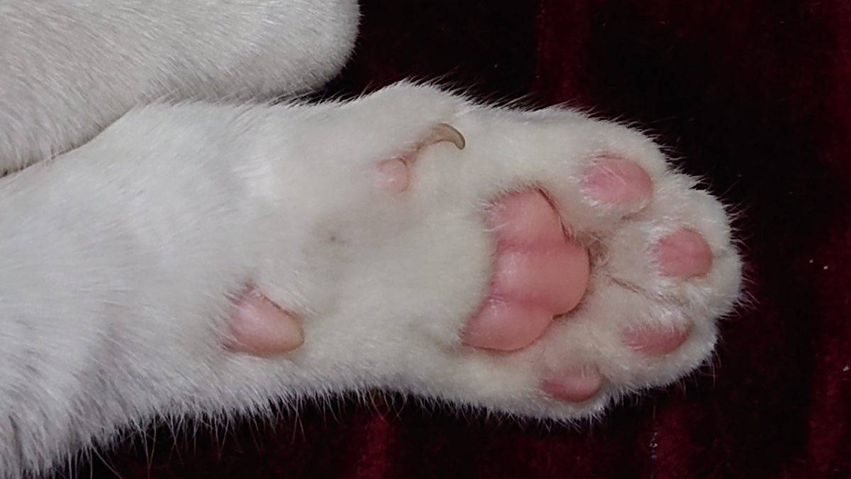 アルビノ個体のベンガル猫は存在する？