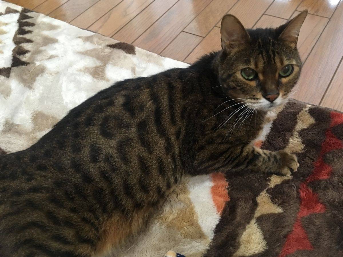 ベンガルヤマネコの生息地からわかるベンガル猫の性格と模様