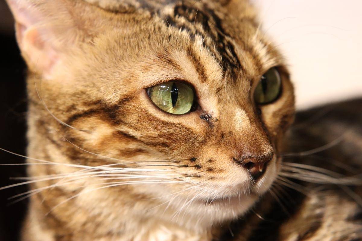 ベンガル猫の由来とは？魅力と飼育方法や健康管理のポイントも紹介