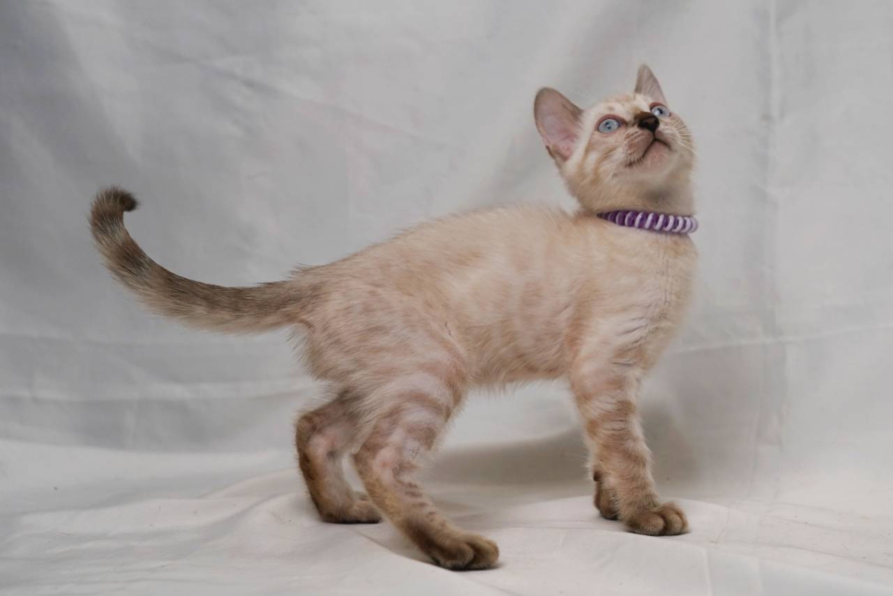 2025/7/12生まれ（パープルくん）