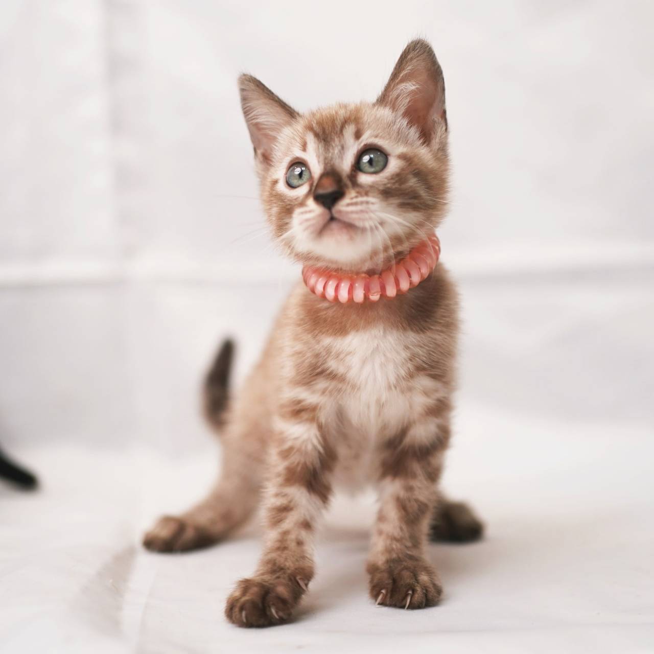 ベンガル子猫、写真更新しました！