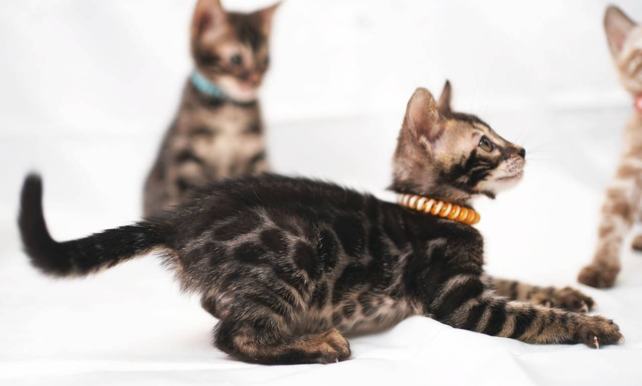 2025/8/4生まれ（オレンジちゃん）