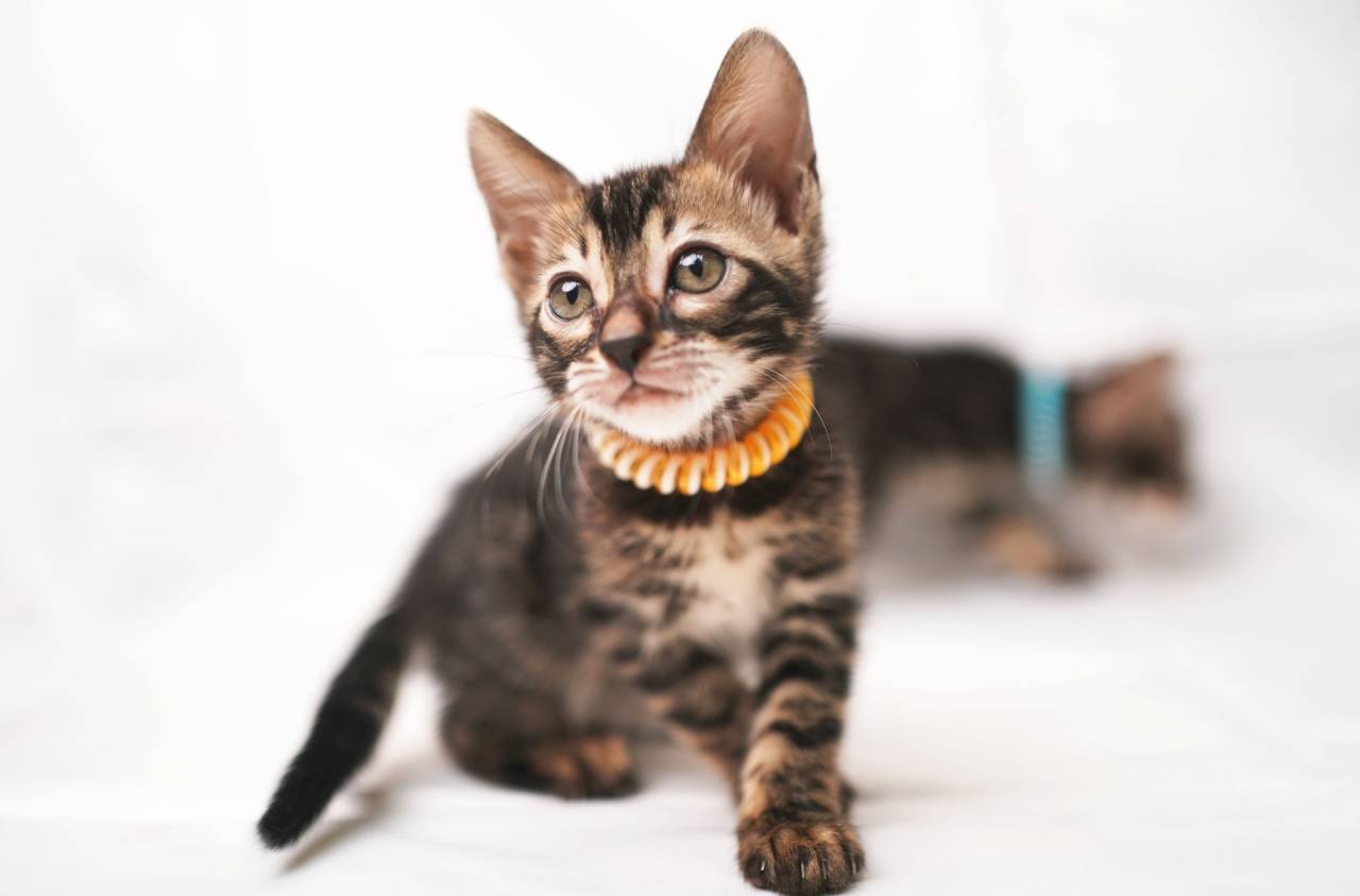 2025/8/4生まれ（オレンジちゃん）