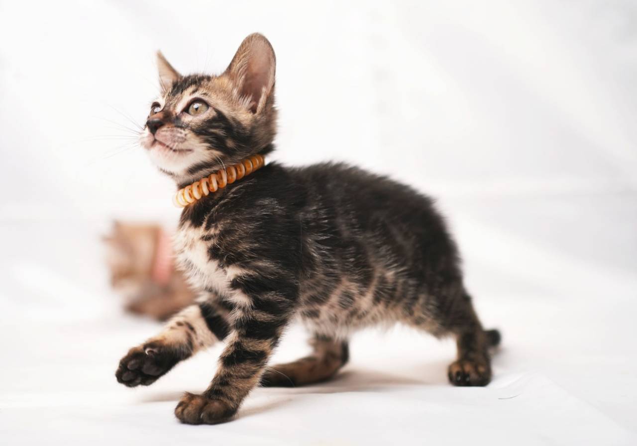 2025/8/4生まれ（オレンジちゃん）