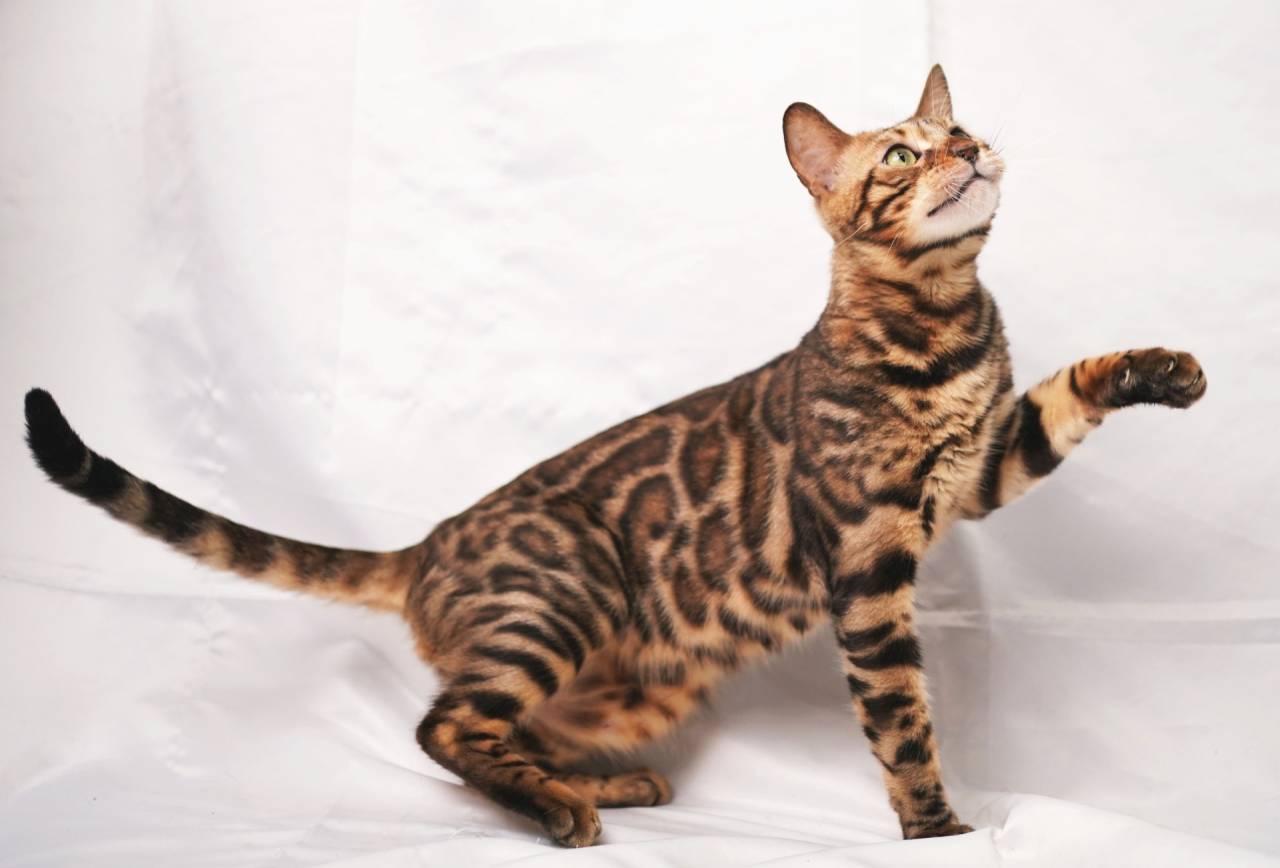 昨年生まれたベンガルBOY