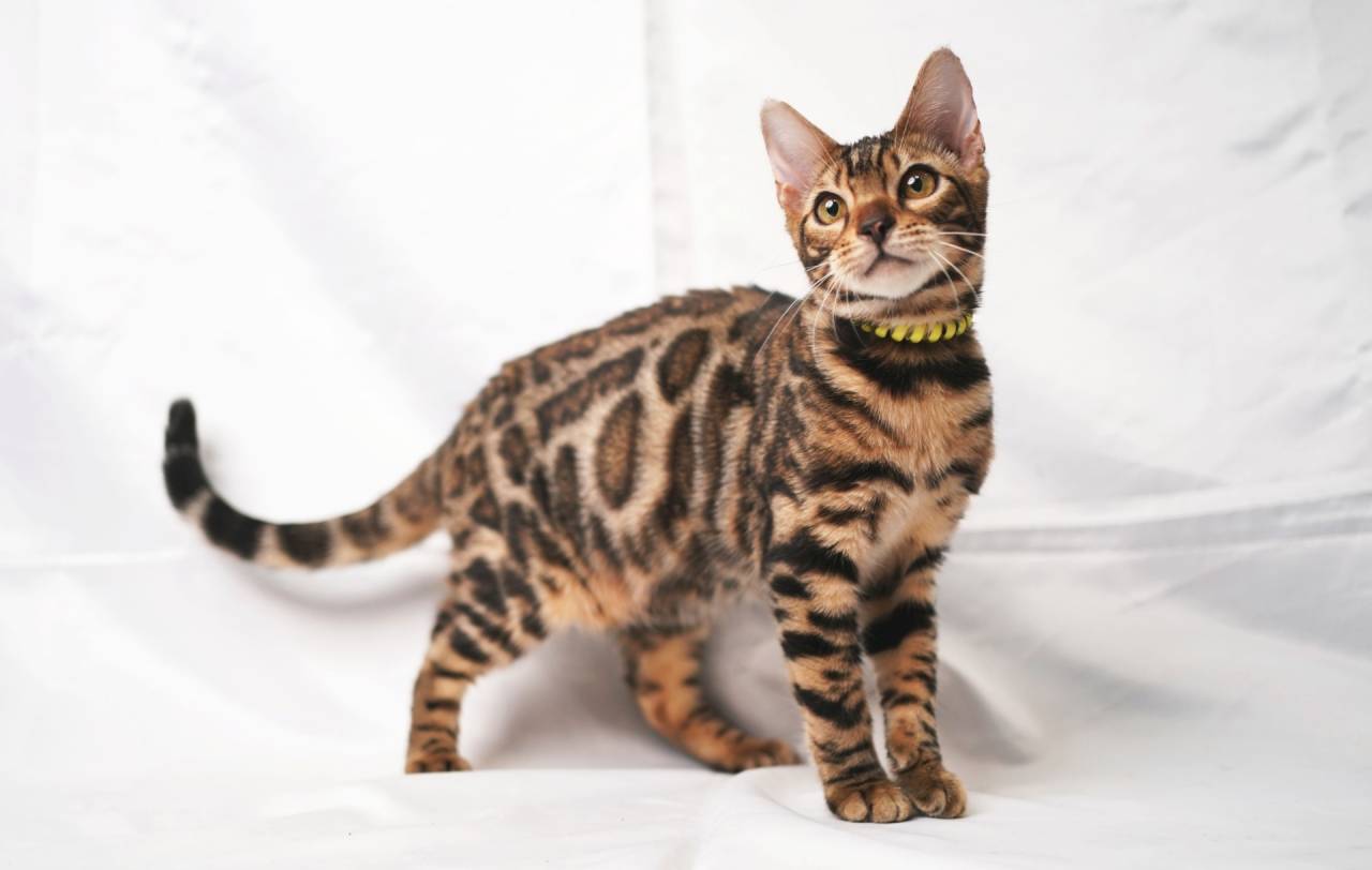 2025/3/22生まれ長男（イエローくん）