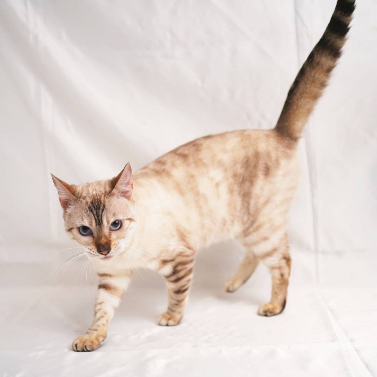 NEIGE（ネージュ）