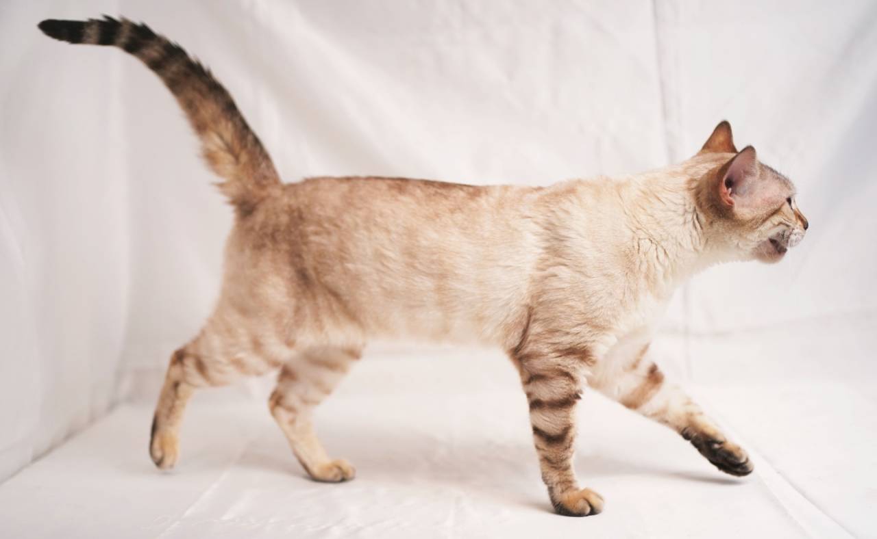 NEIGE（ネージュ）