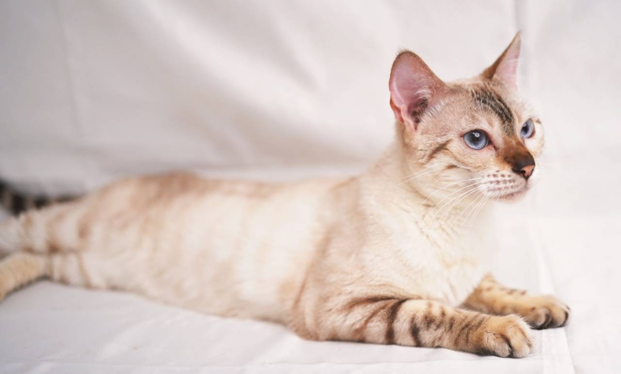 NEIGE（ネージュ）