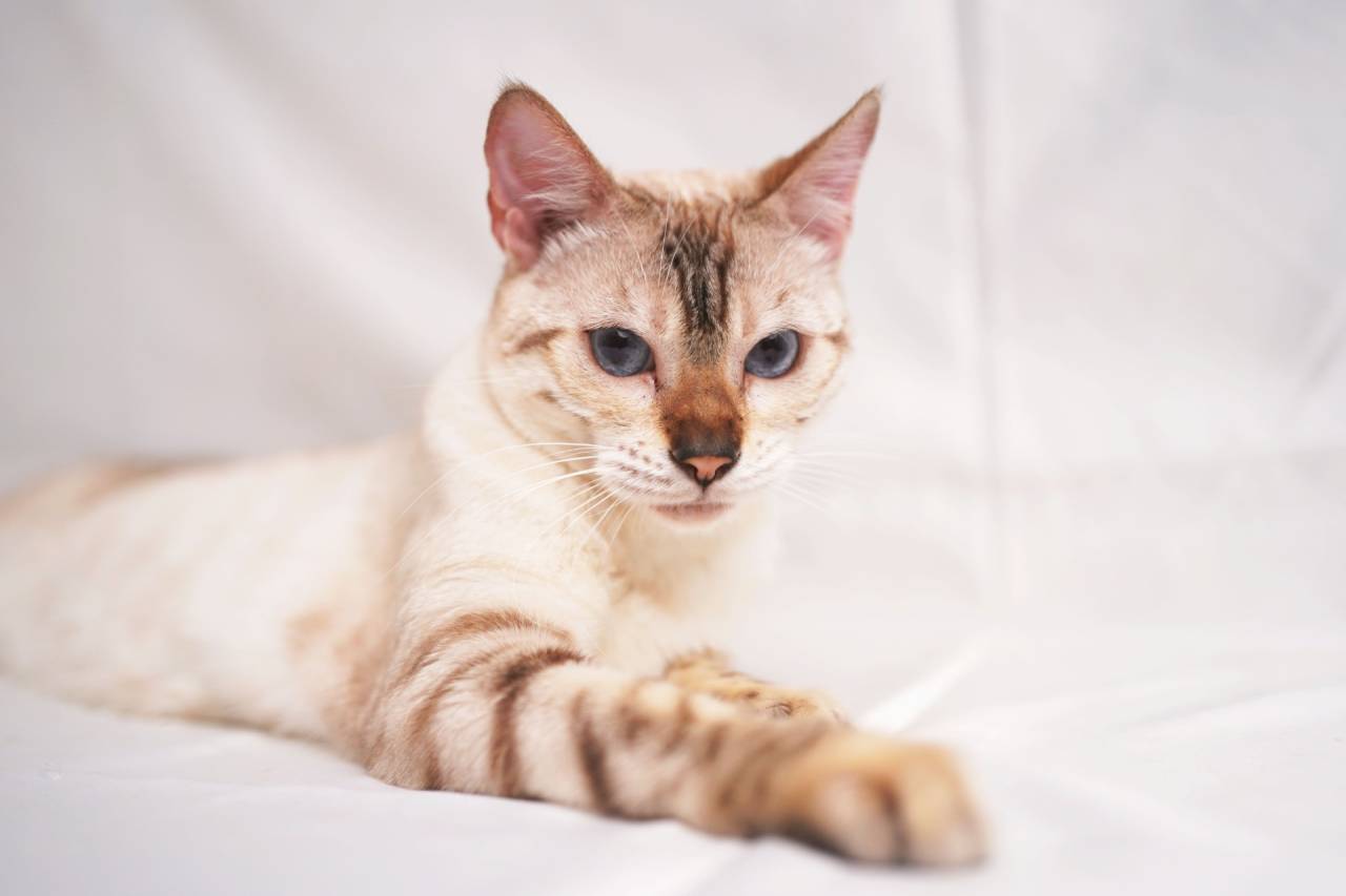 NEIGE（ネージュ）