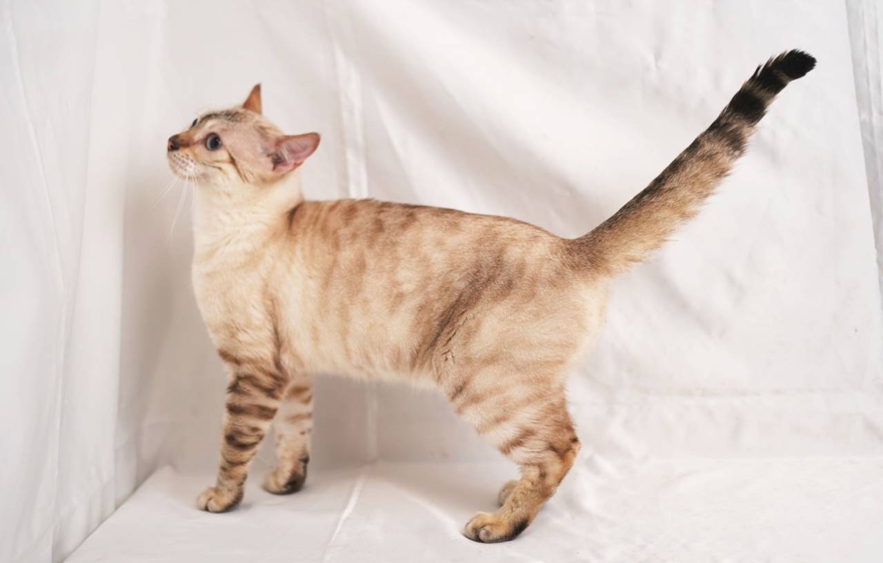 NEIGE（ネージュ）