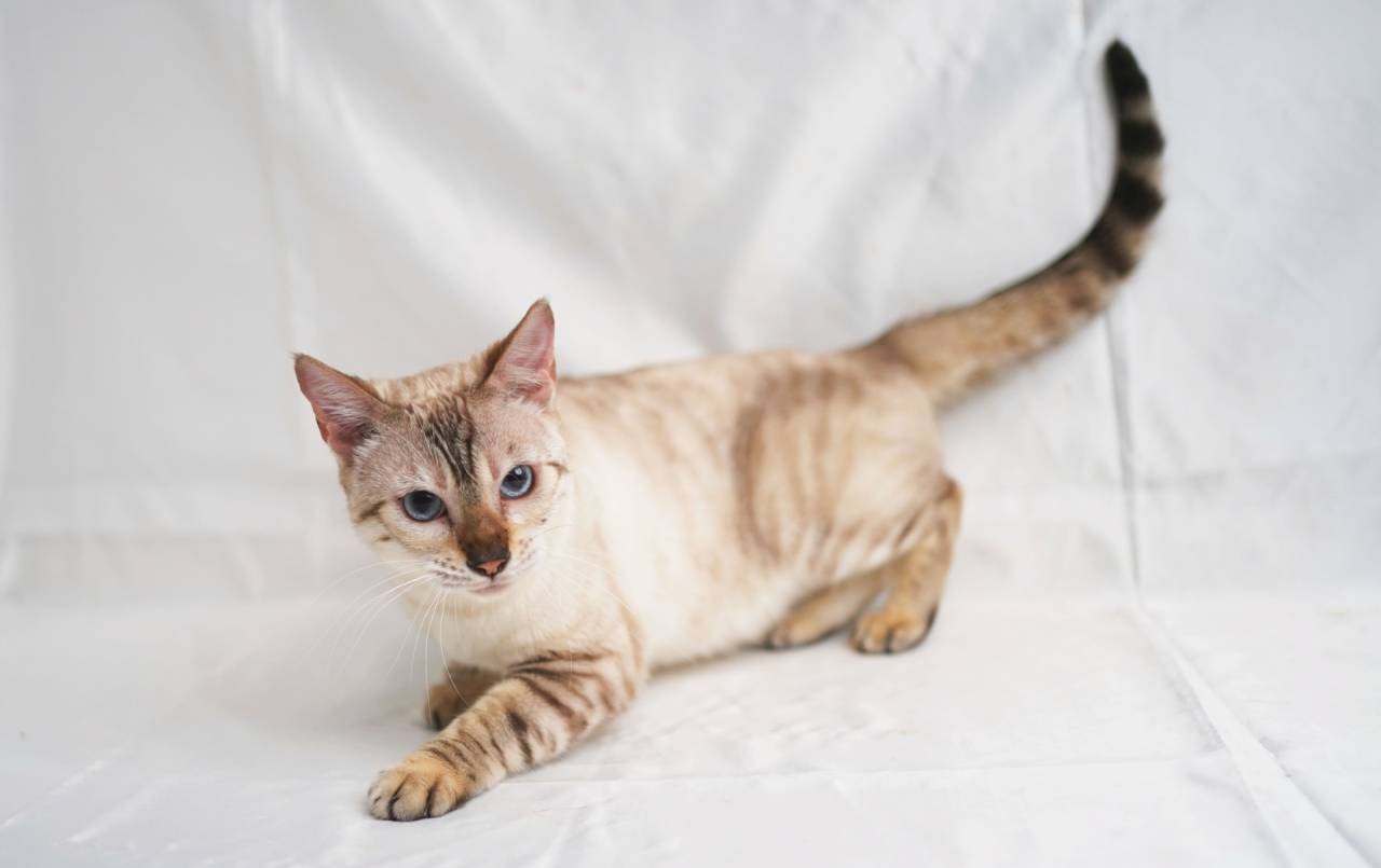 NEIGE（ネージュ）