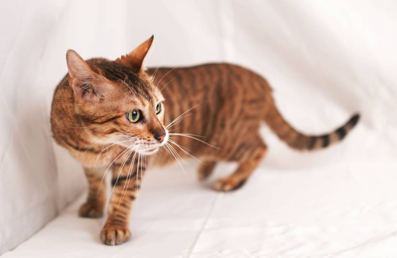 FLORES（フローレス）