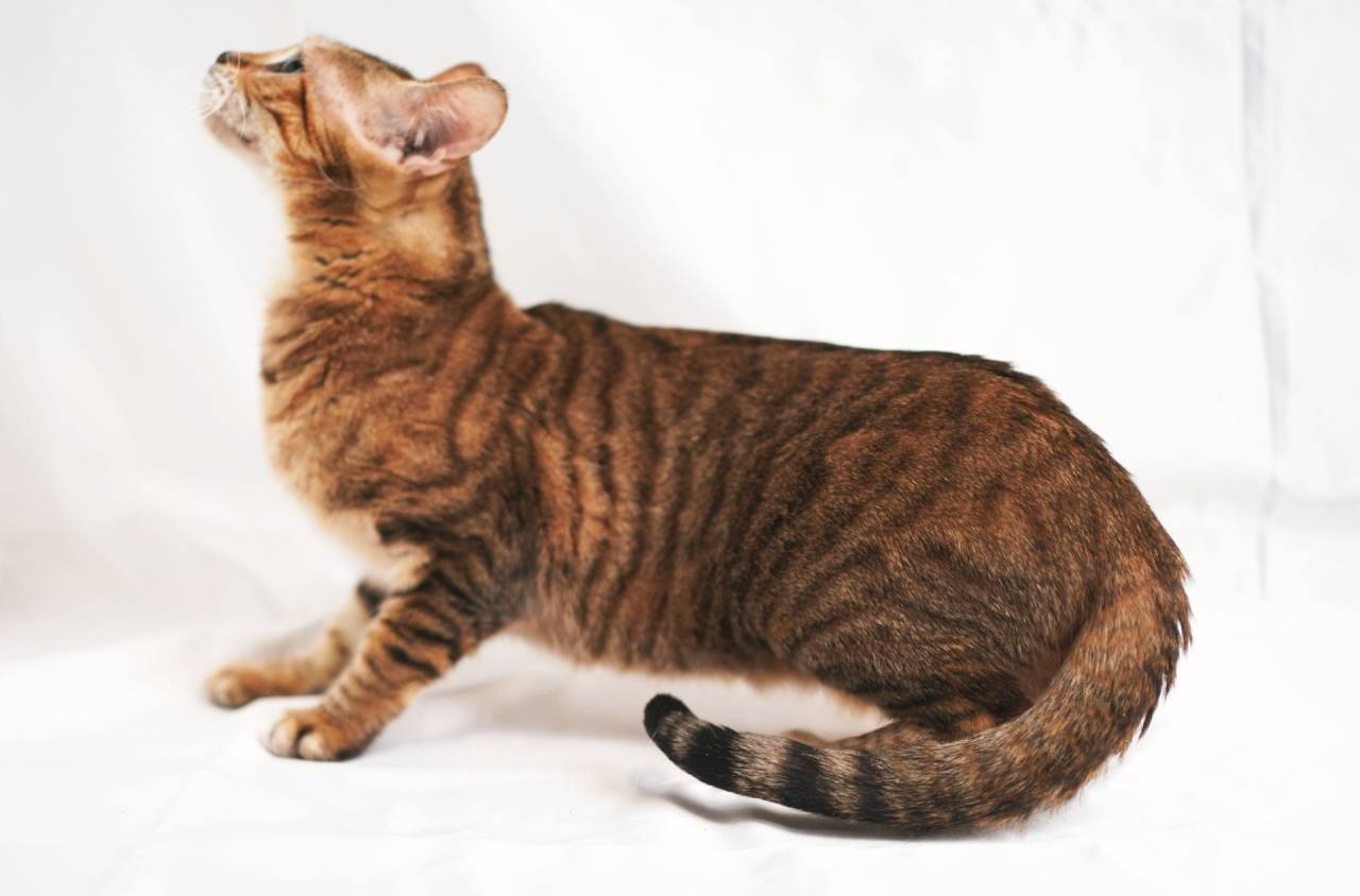 FLORES（フローレス）