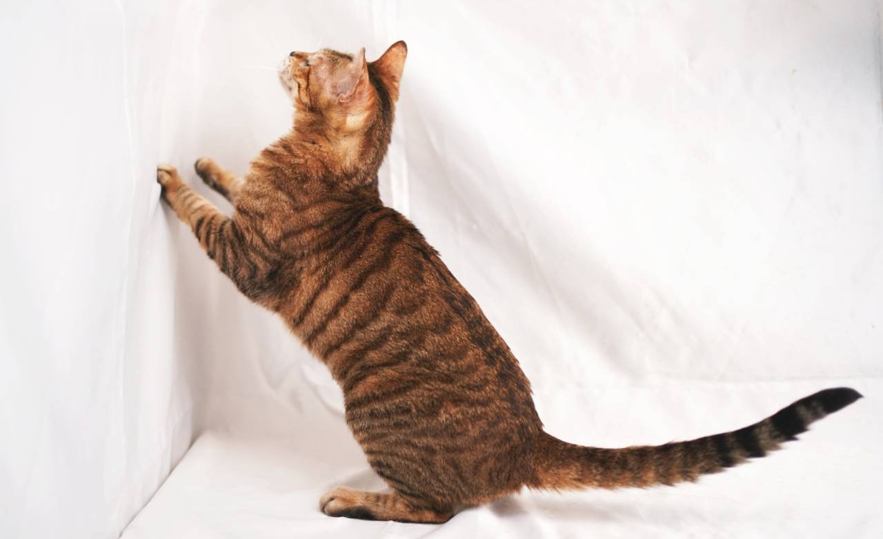 FLORES（フローレス）