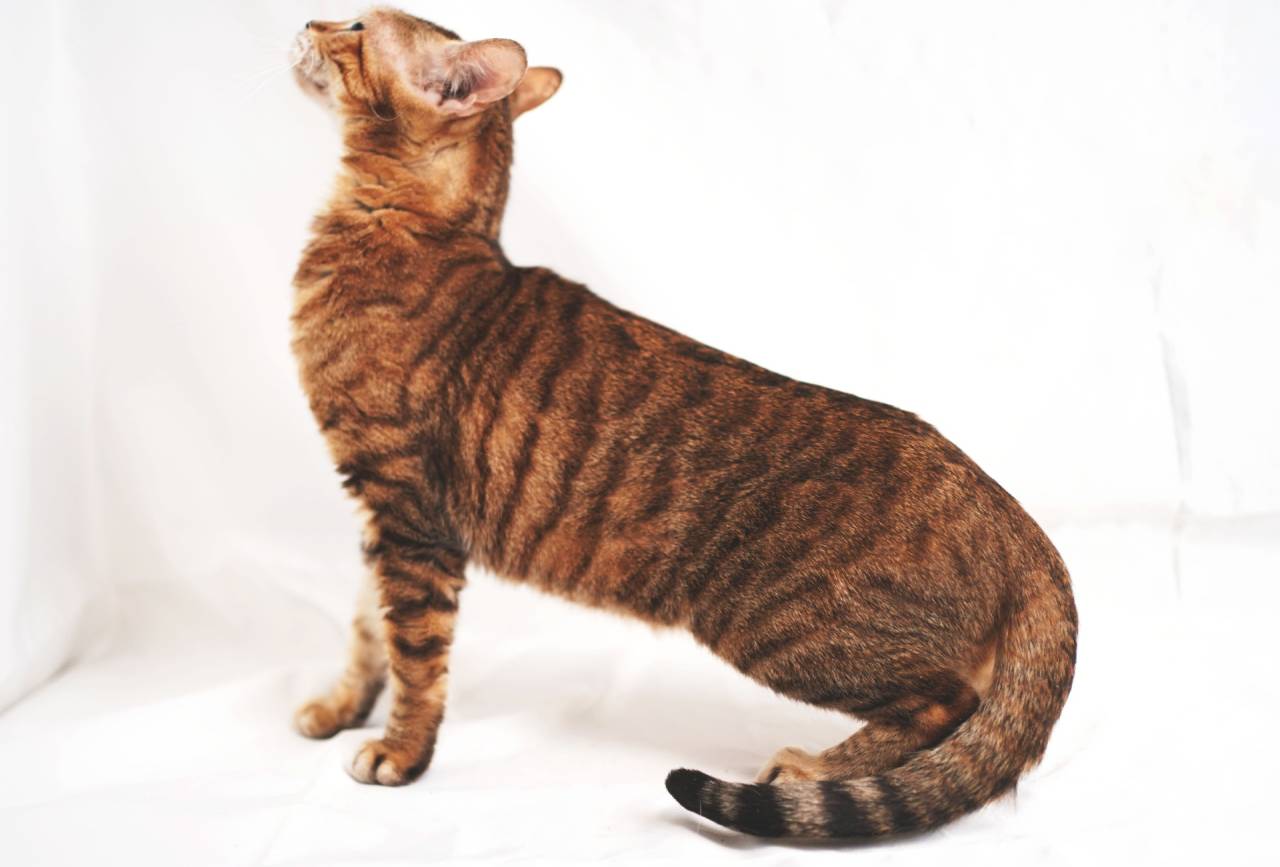 FLORES（フローレス）