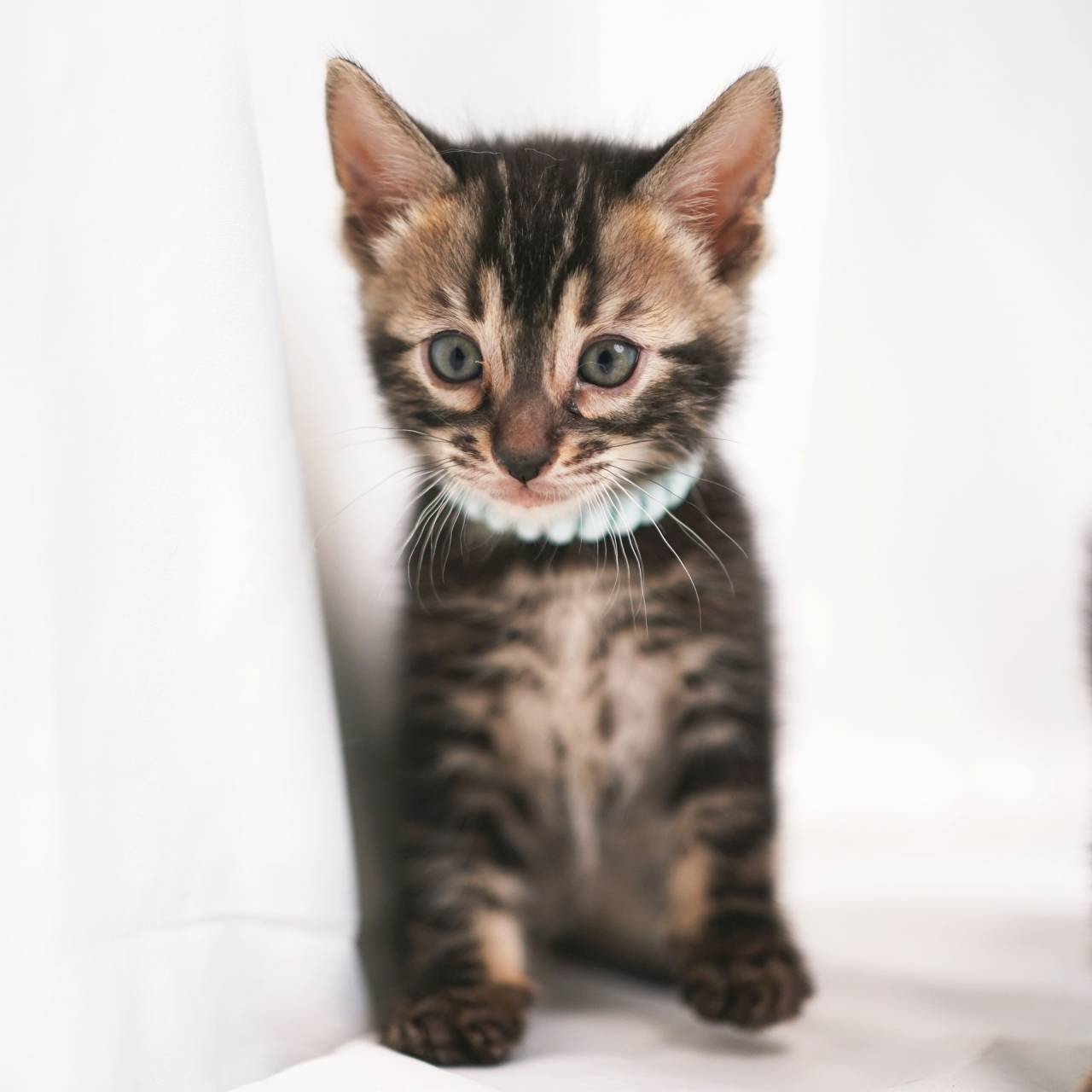 2025/8/29生まれ（ライトブルーくん）