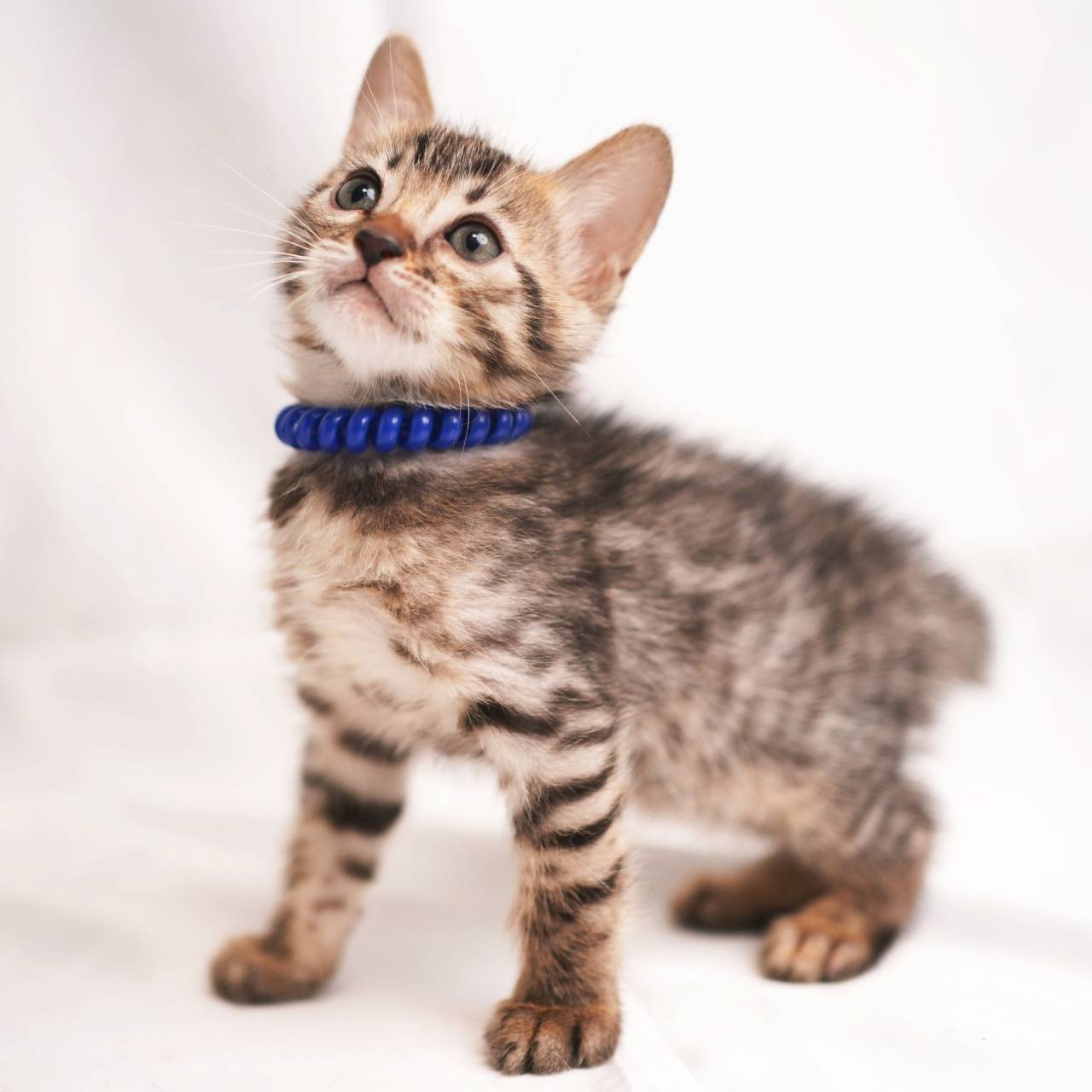 2025/8/29生まれ（ブルーくん）