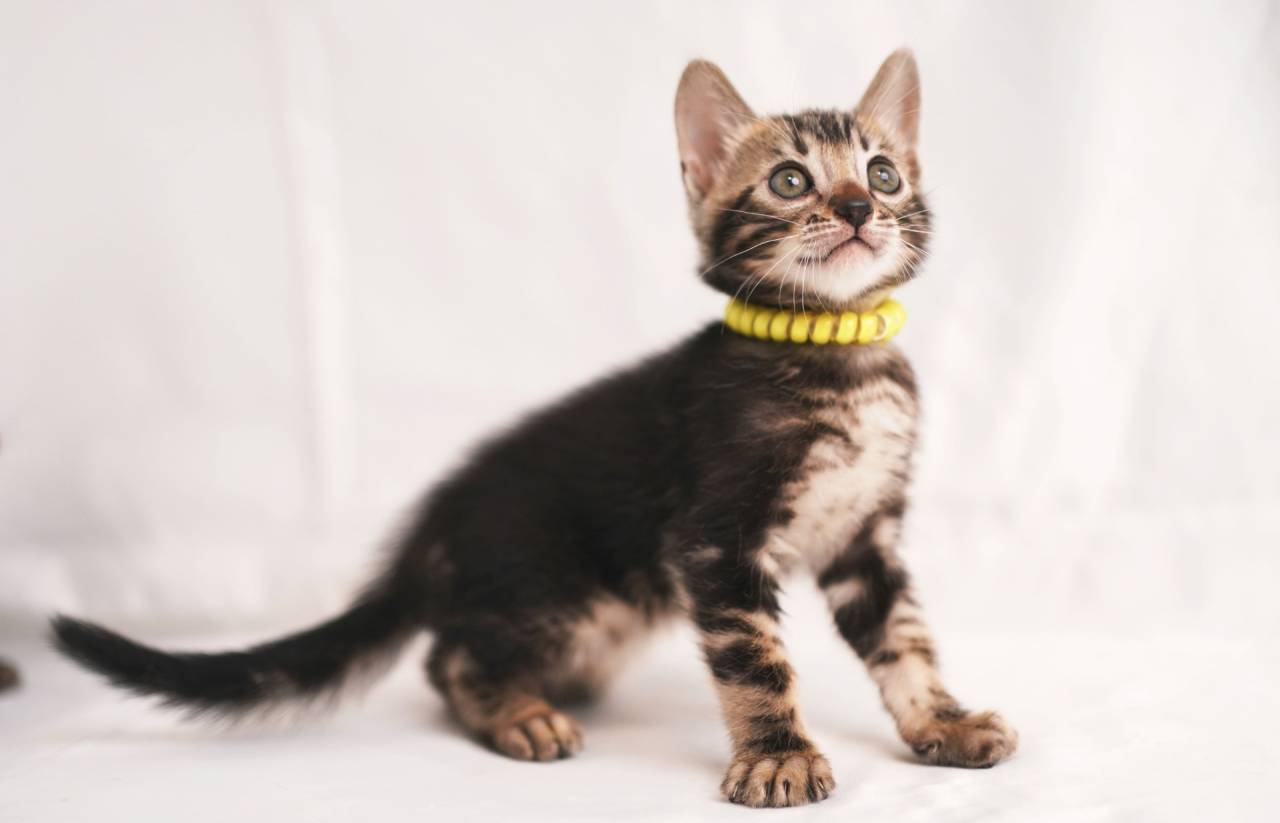 2025/8/29生まれ（イエローくん）