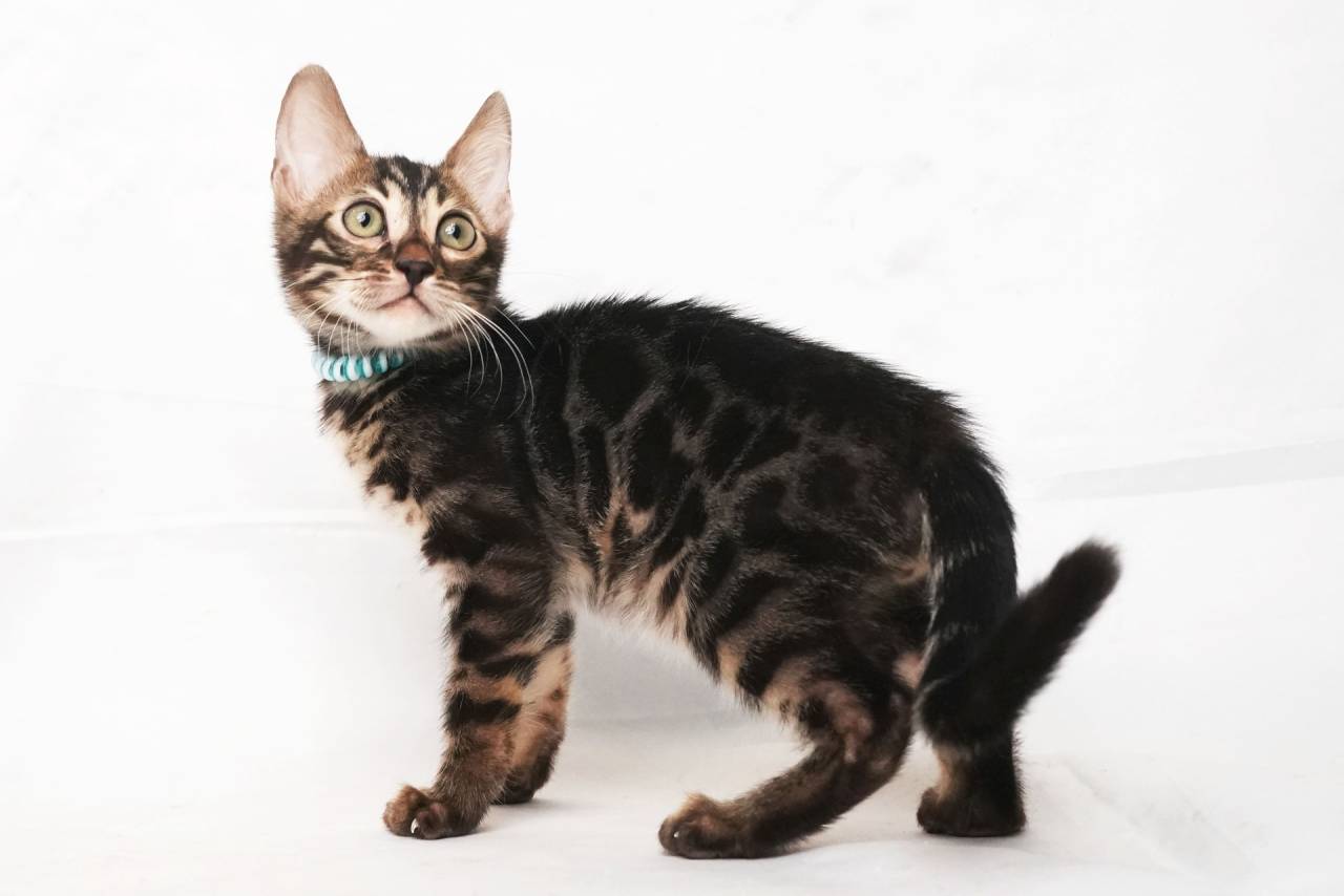 2025/8/4生まれ(ブルーくん)オーナー様募集中です。訳アリ