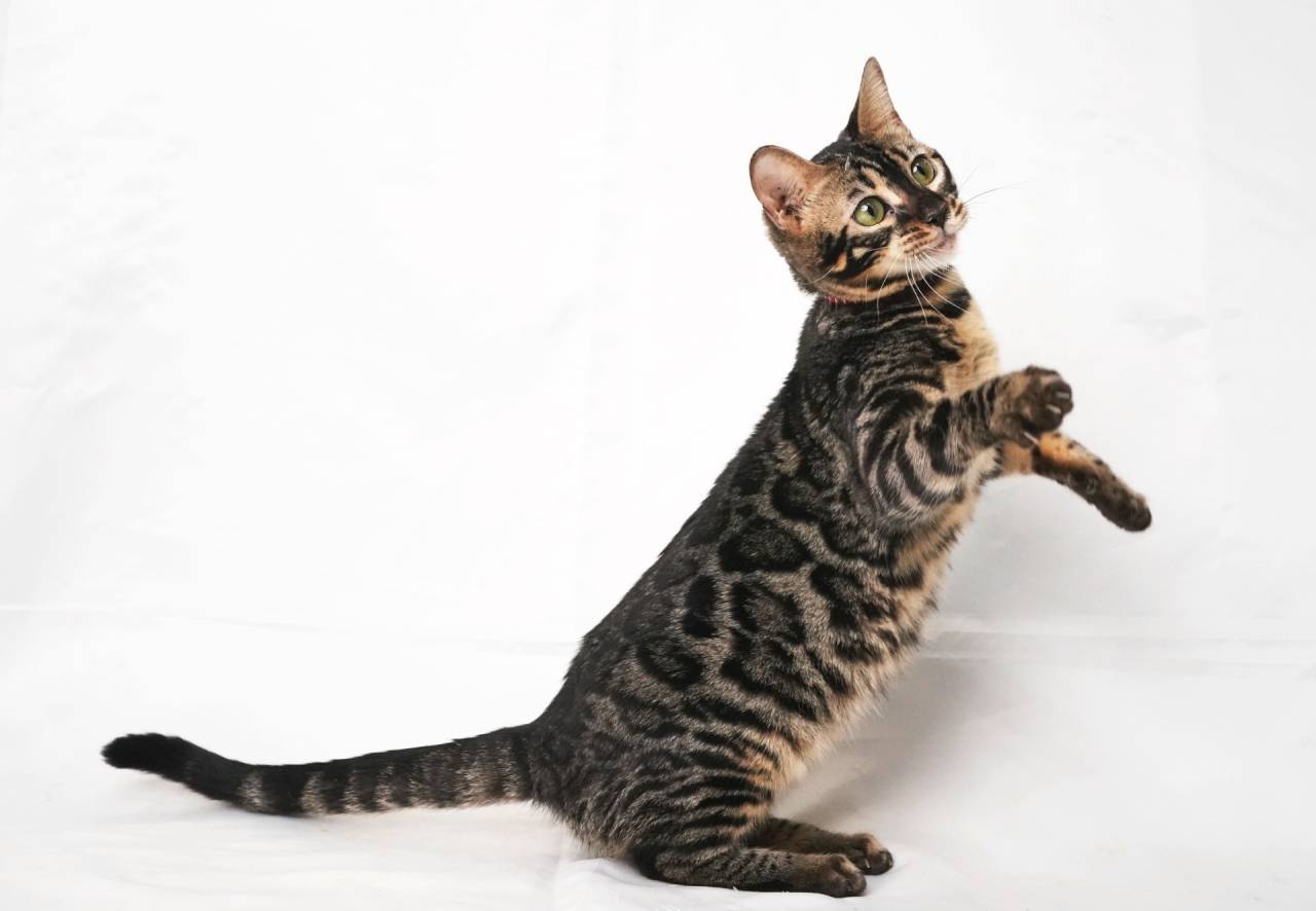 2025/3/4生まれ(レッドちゃん)オーナー様募集中です